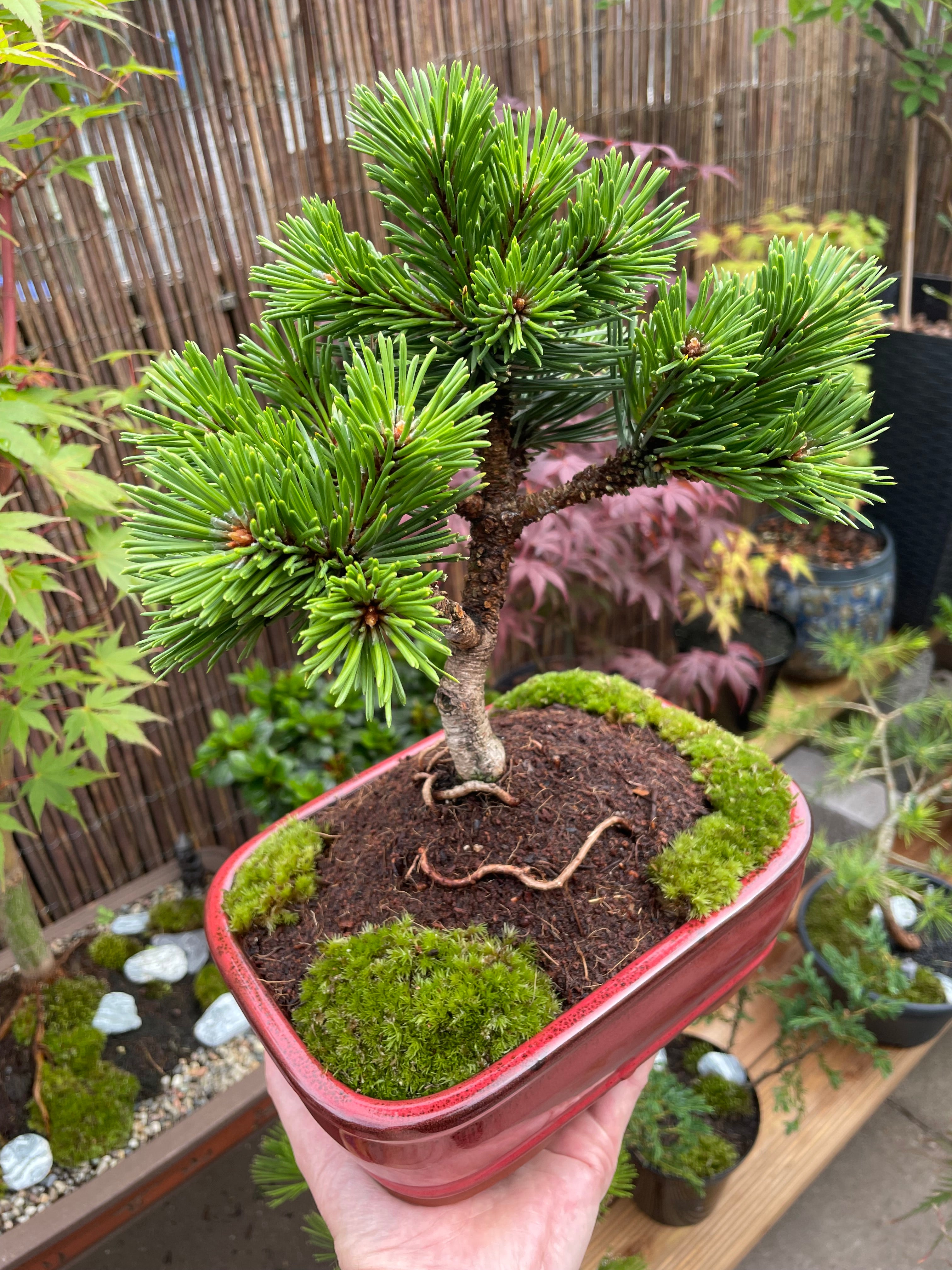 Dwarf Mugo Pine Bonsai