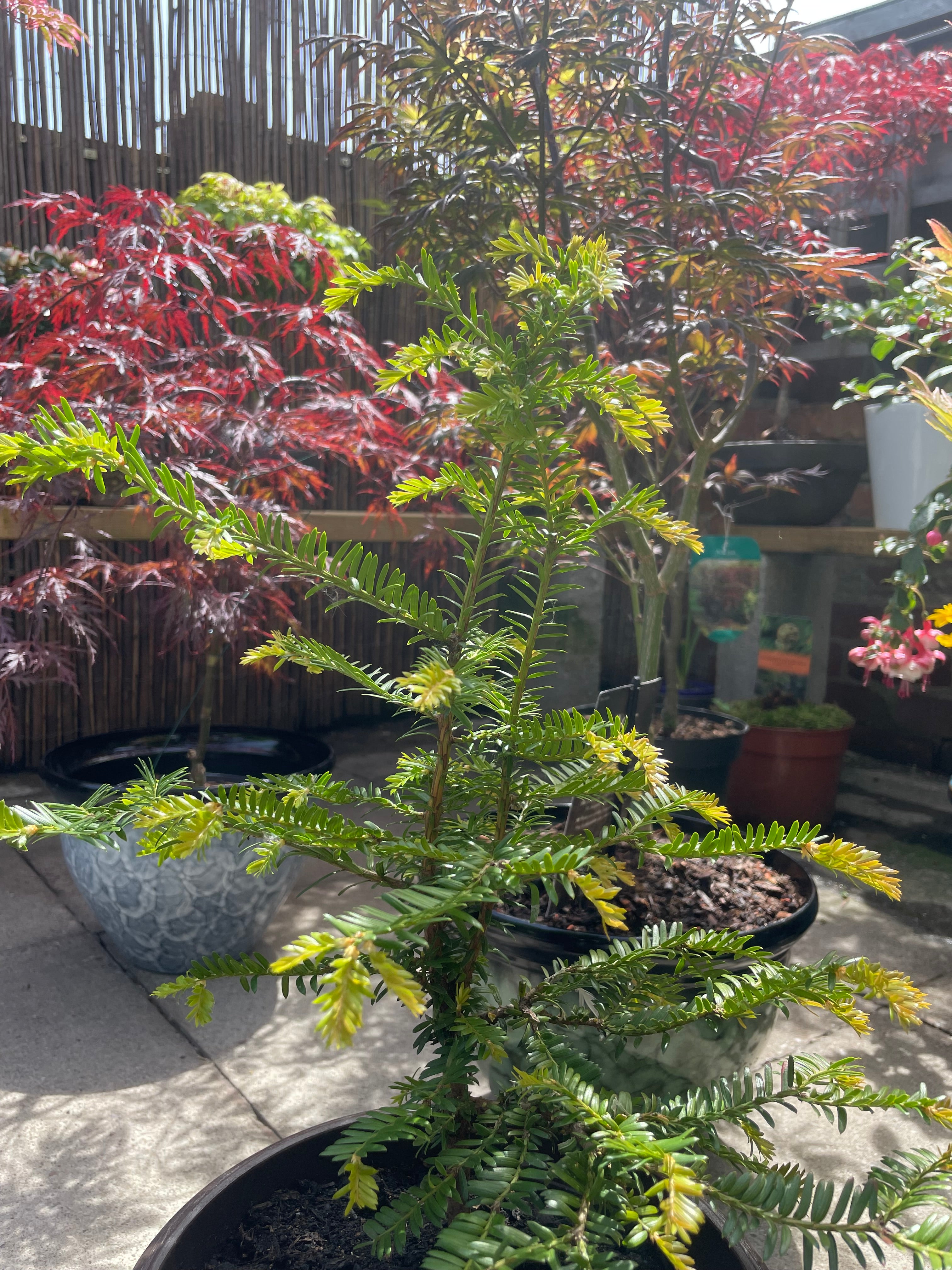 Yew Tree