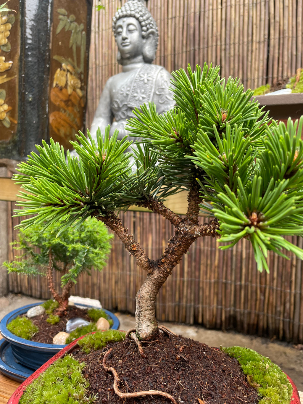 Dwarf Mugo Pine Bonsai