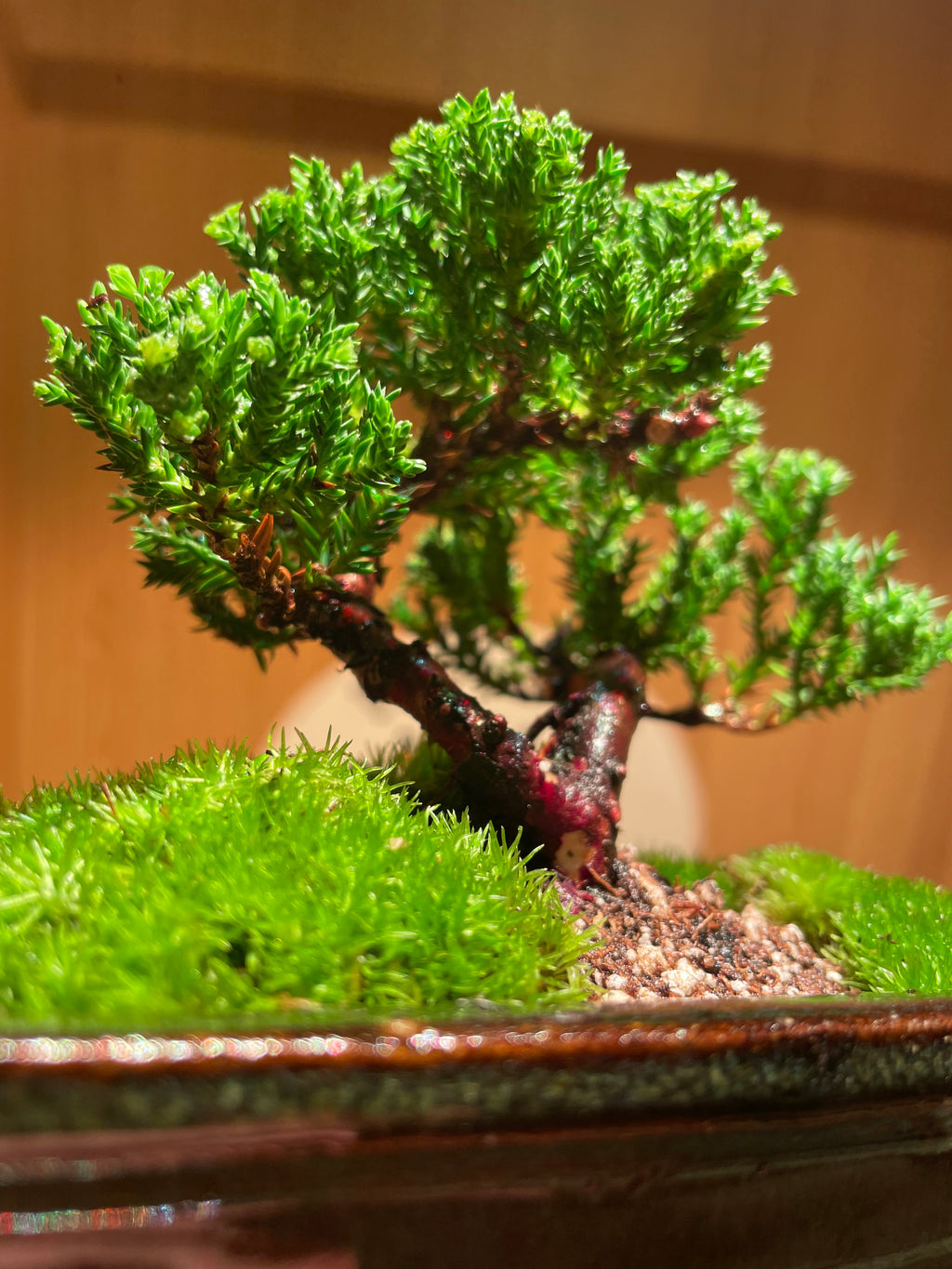 Chinese Juniper Bonsai