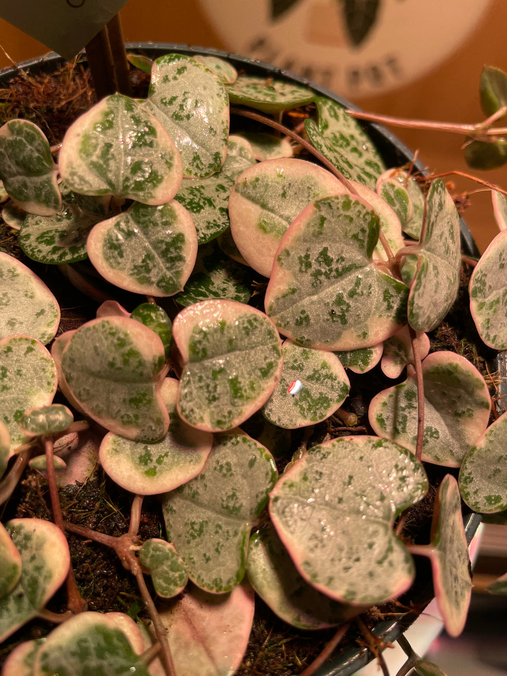 Variegated String of Hearts