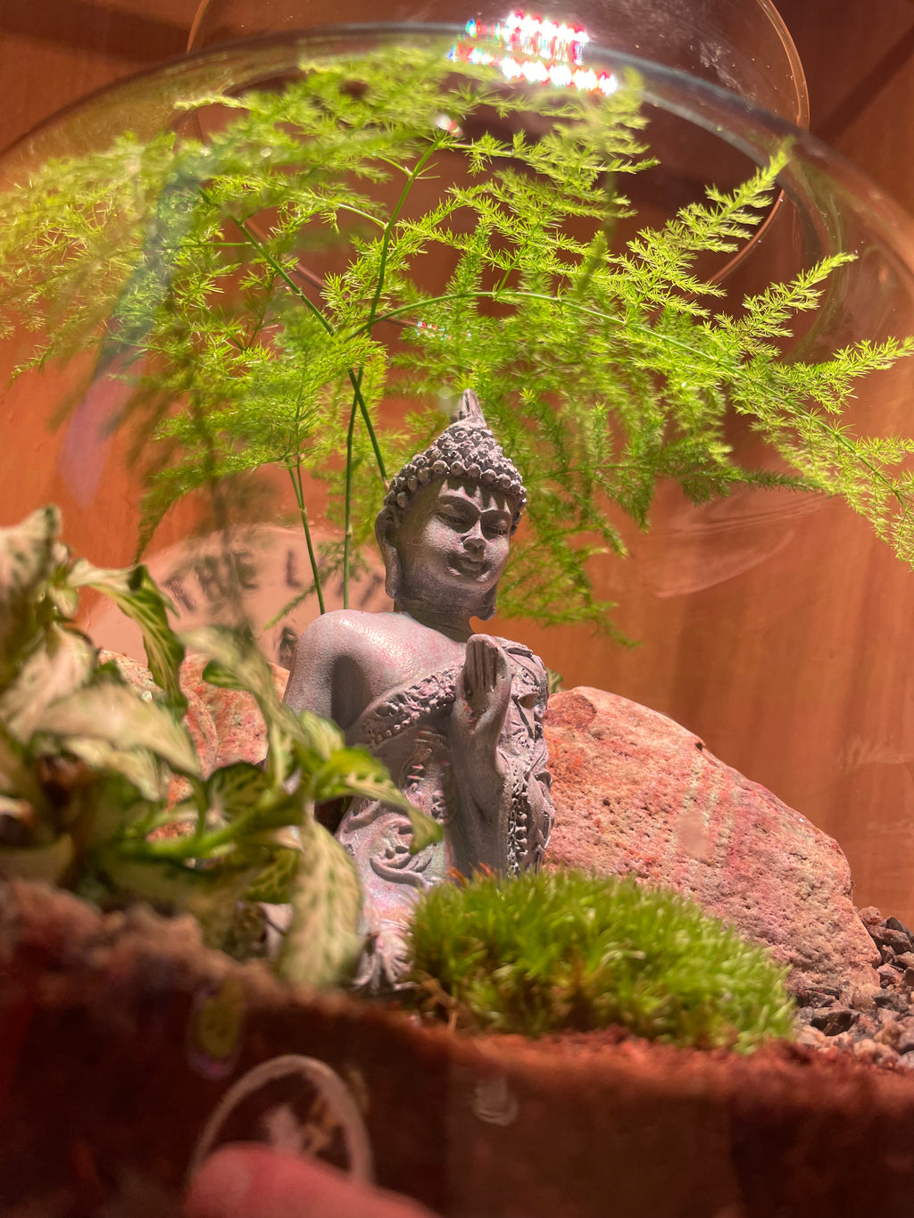Buddha Terrarium