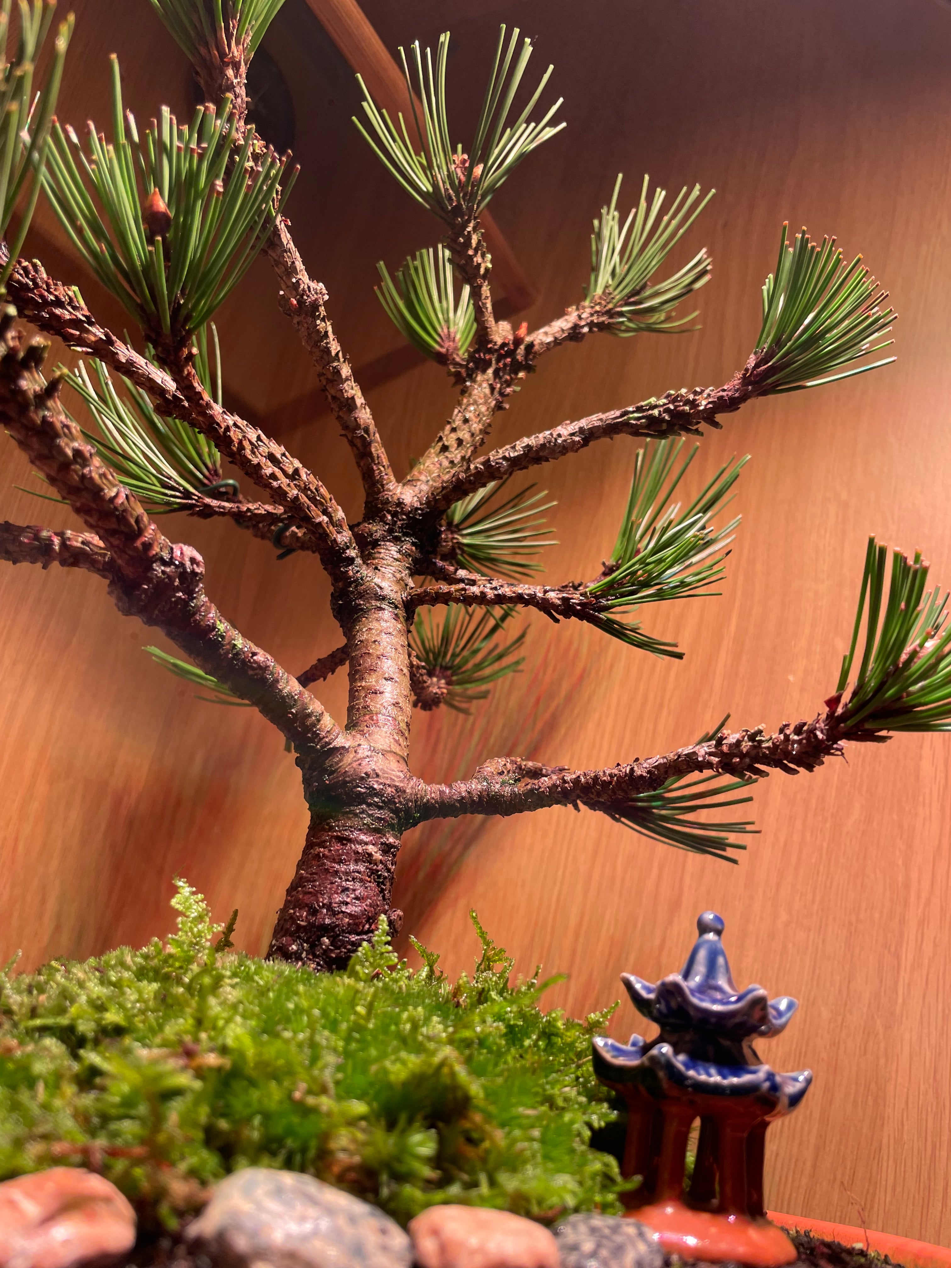 Bosnian Pine Bonsai