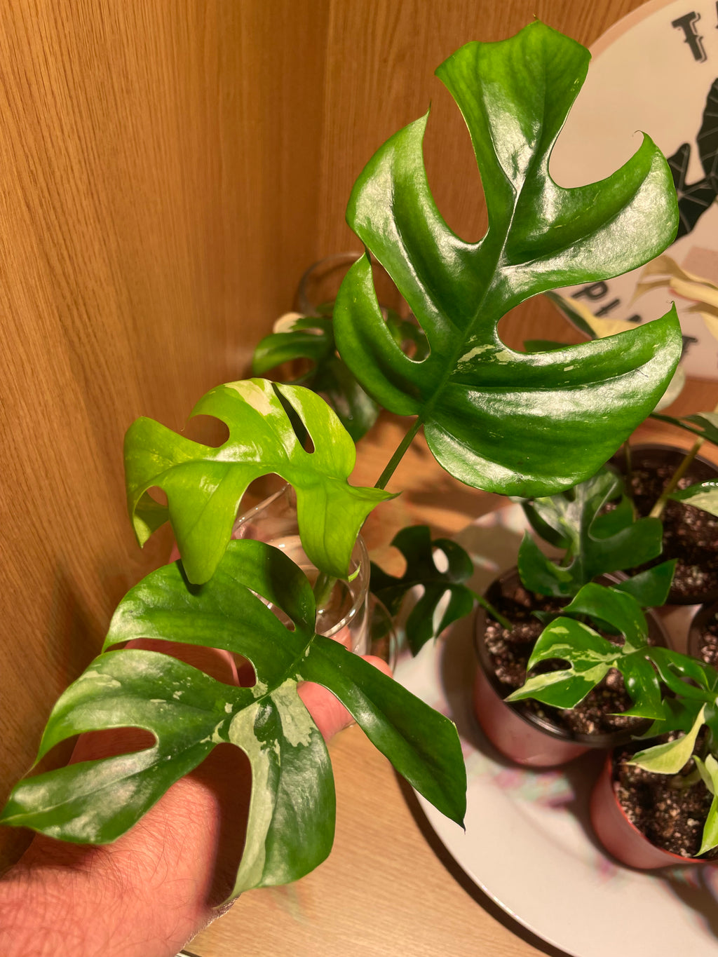 Rhaphidophora Tetrasperma Variegata (Low Variegation)