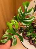 Rhaphidophora Tetrasperma Variegata (Low Variegation)