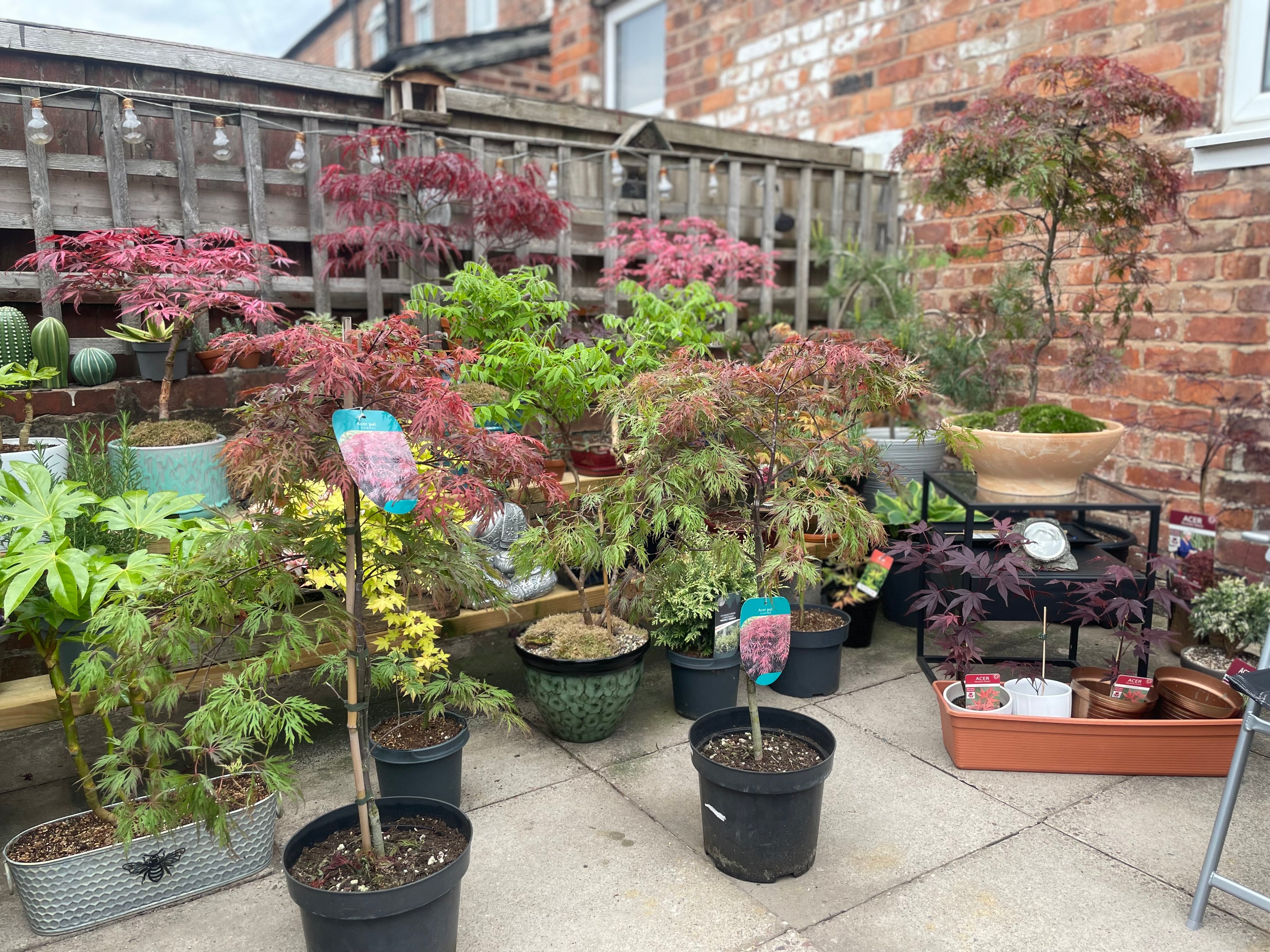Acer Dissectum Red Garnet