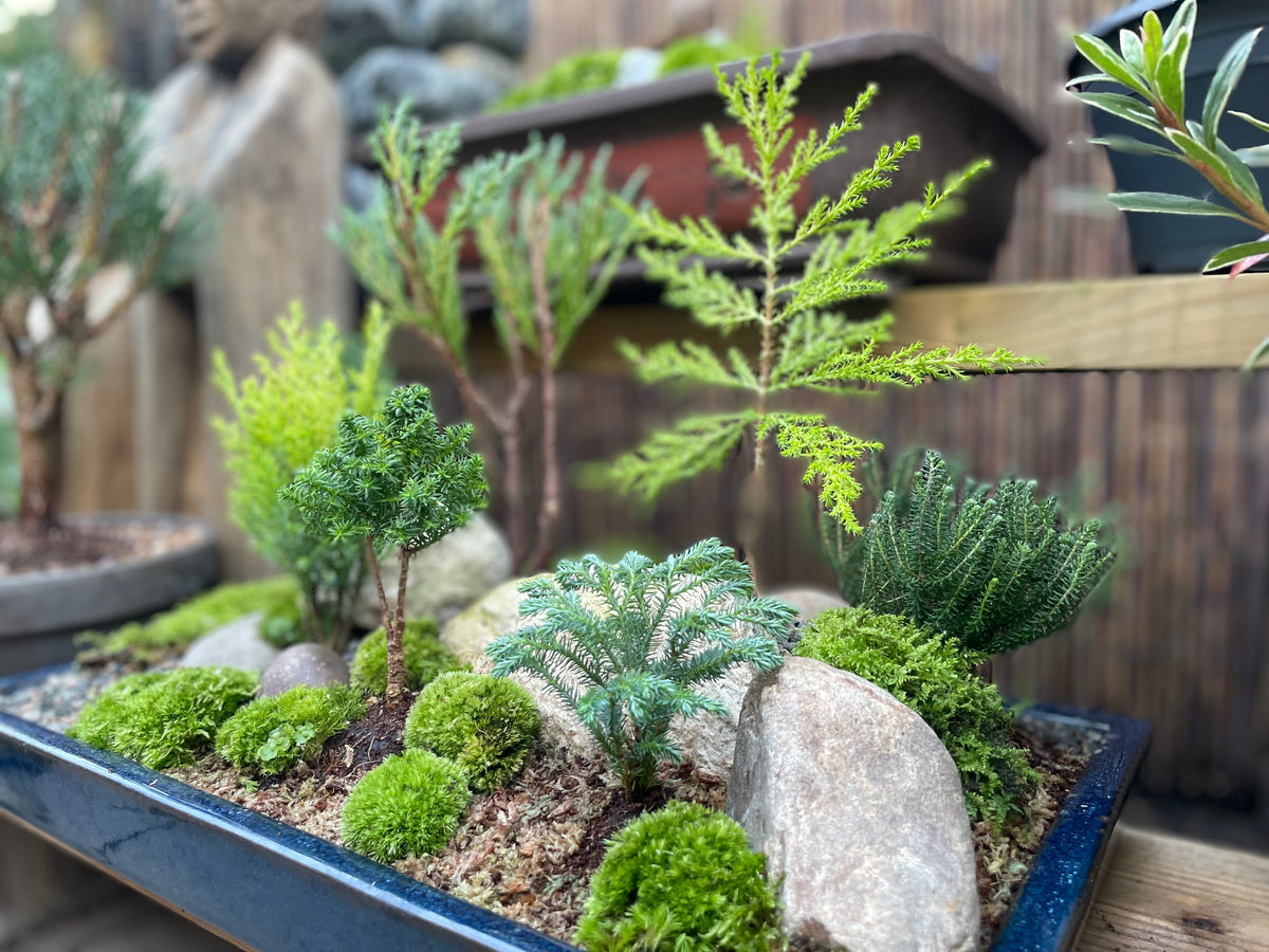 Bonsai Pot Forest