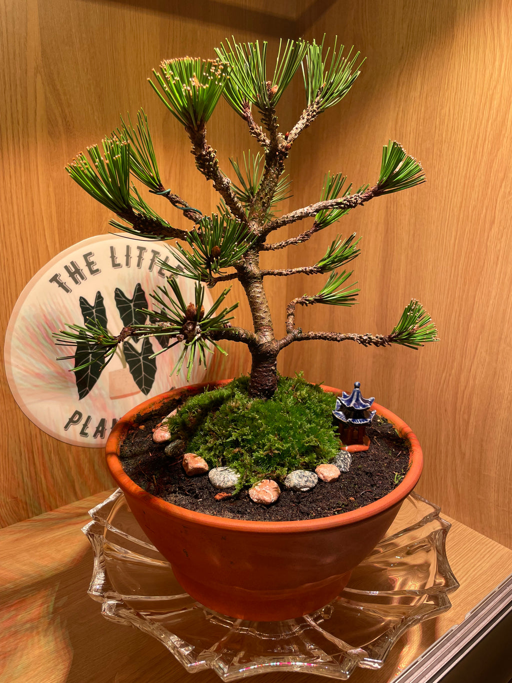 Bosnian Pine Bonsai