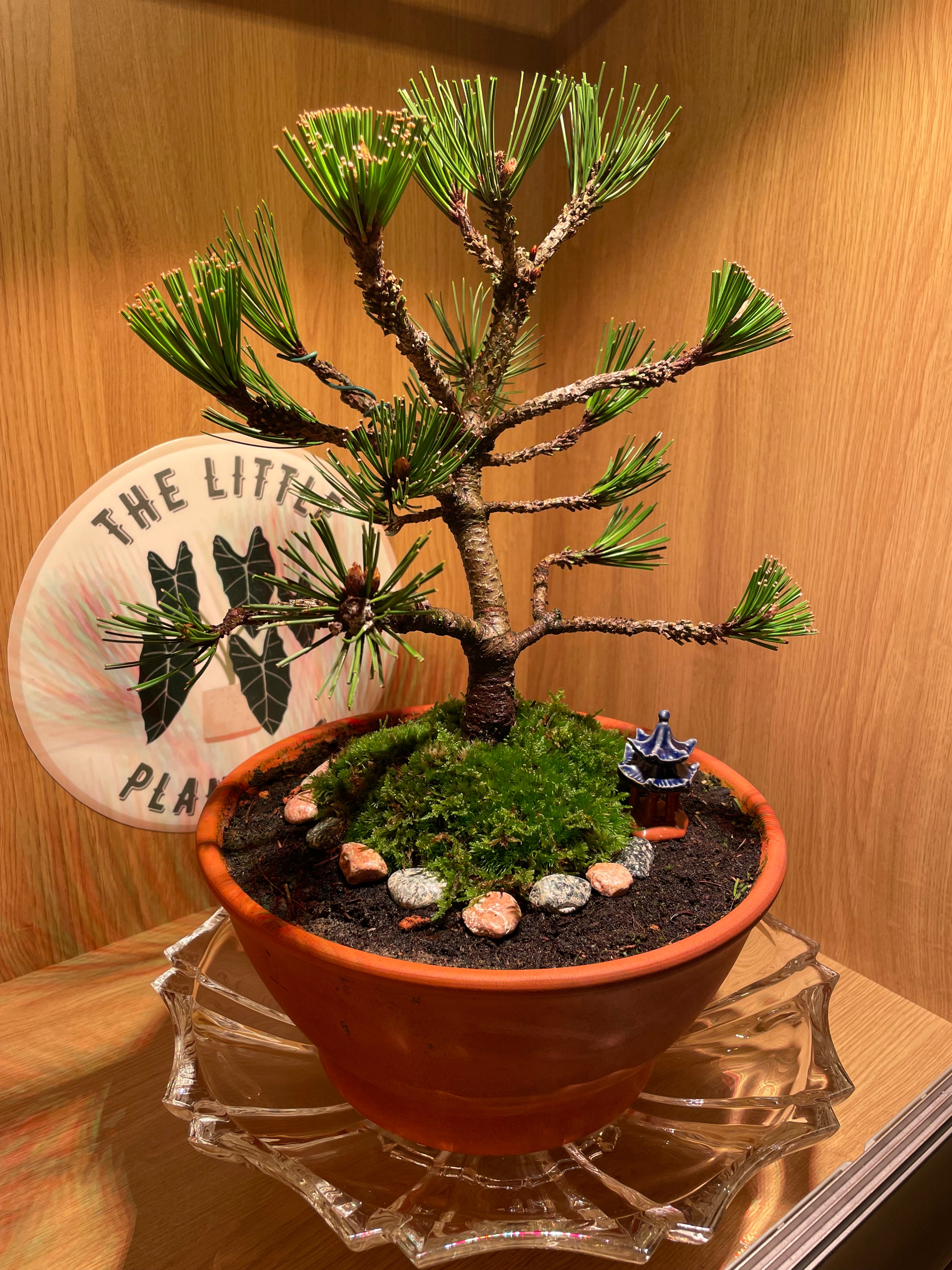 Bosnian Pine Bonsai