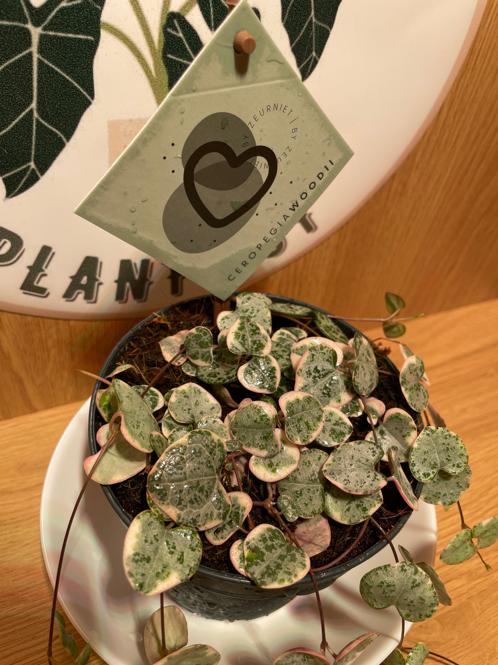 Variegated String of Hearts