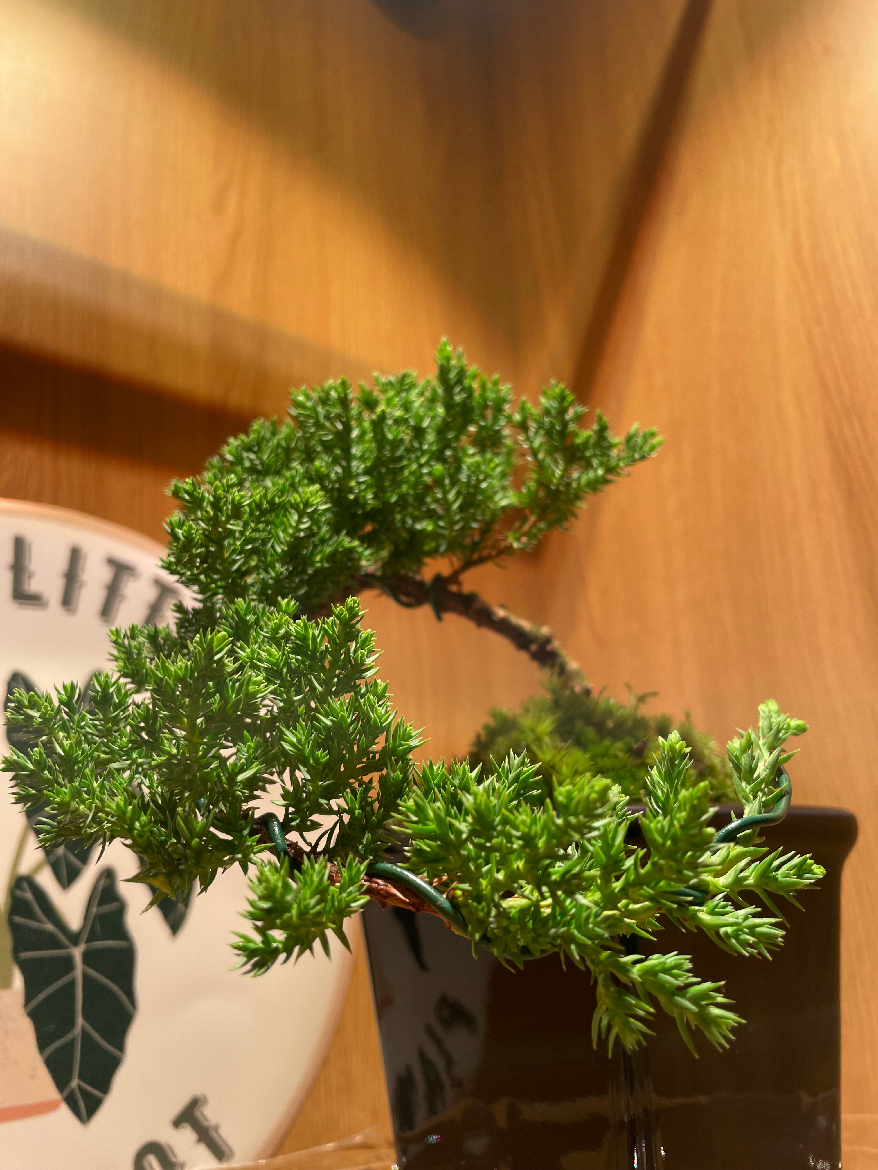 Juniperus Chinensis Cascade Bonsai