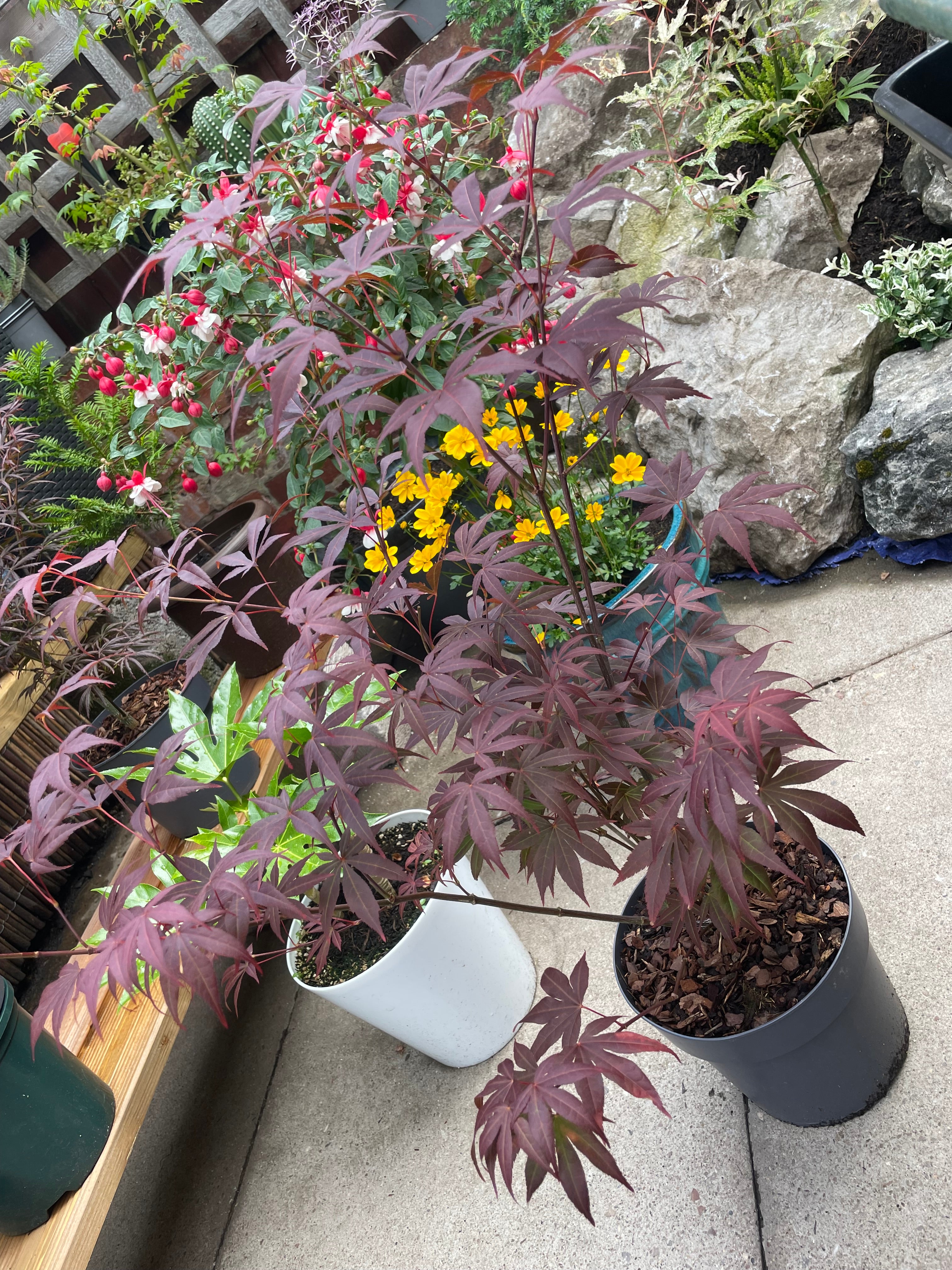 Acer Palmatum Atropurpureum
