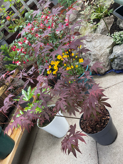 Acer Palmatum Atropurpureum