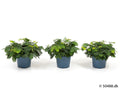 Mimosa Pudica ‘The Sensitive Plant’