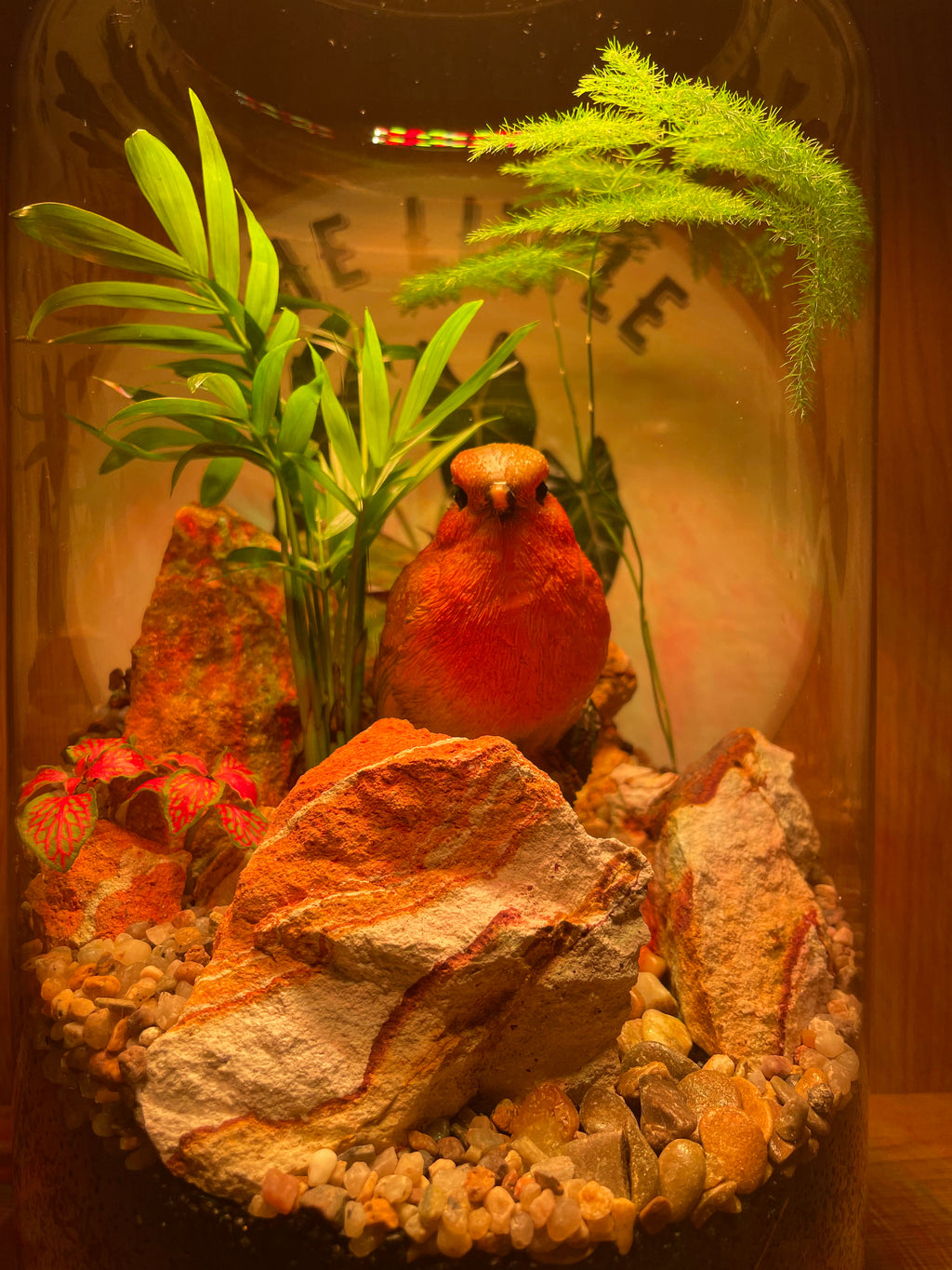 Rocky Robin Terrarium