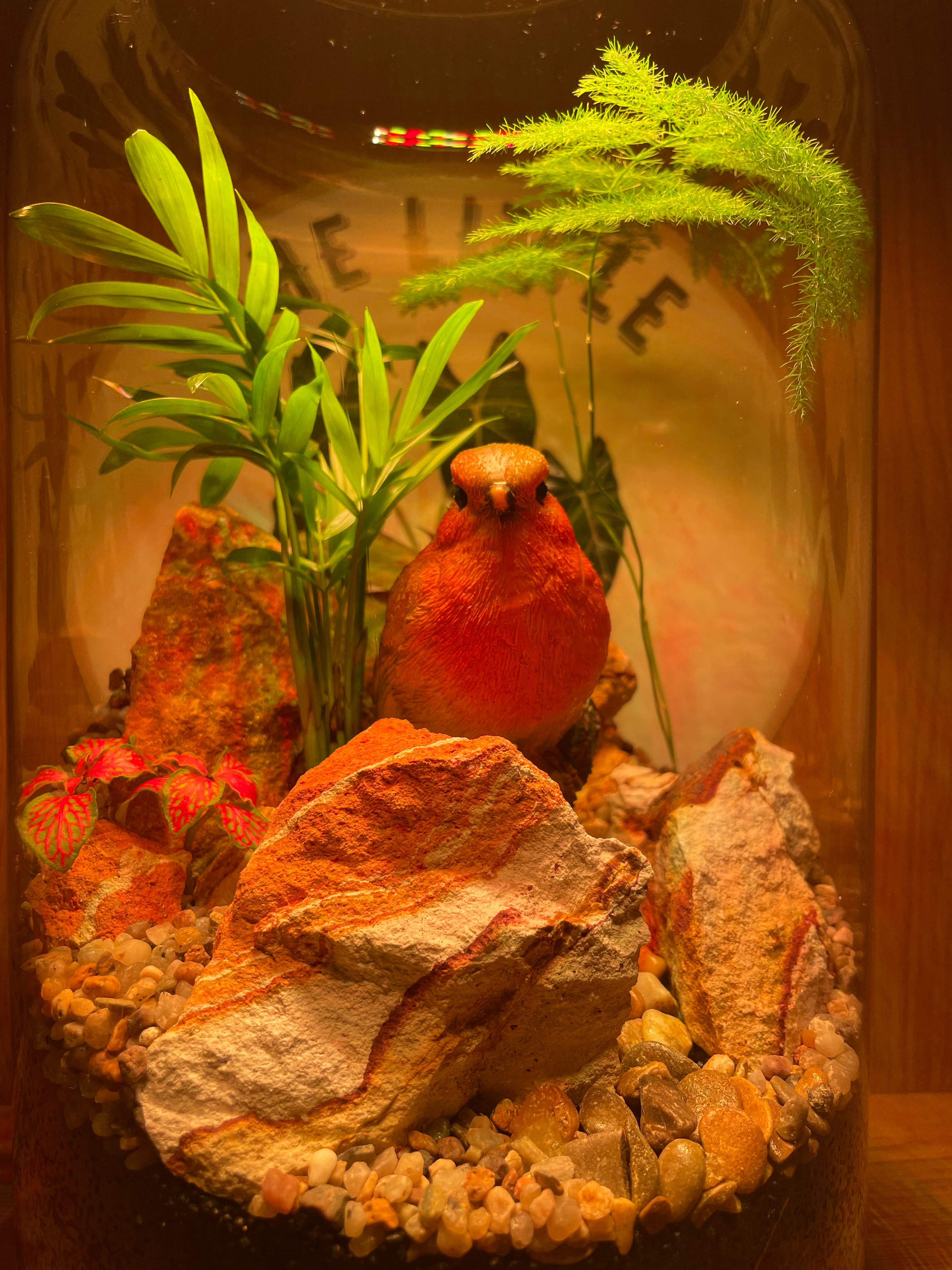 Rocky Robin Terrarium