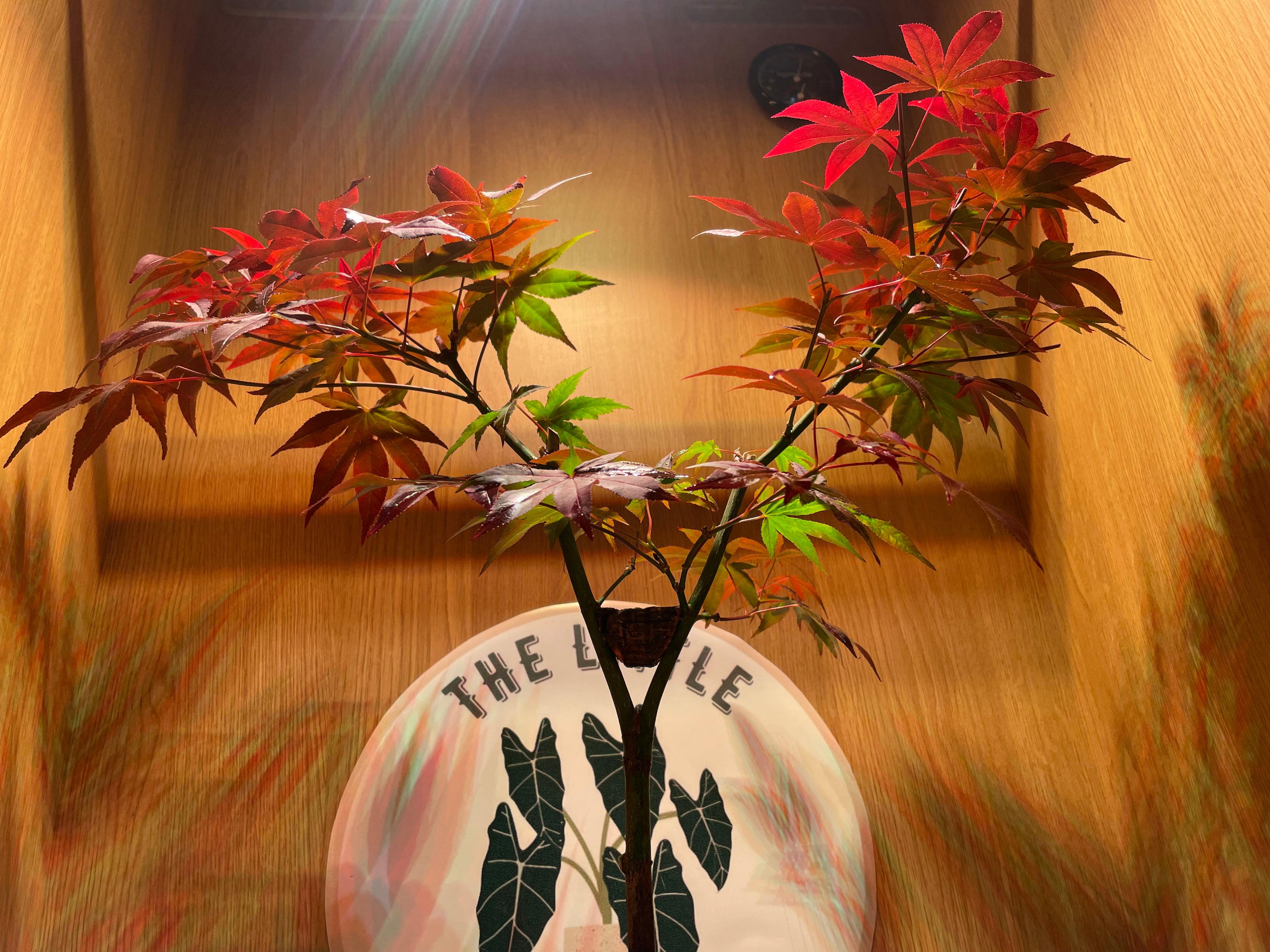Acer Atropurpureum Bonsai Tree