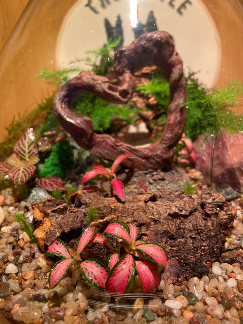 ***NEW*** Mothers Day Special