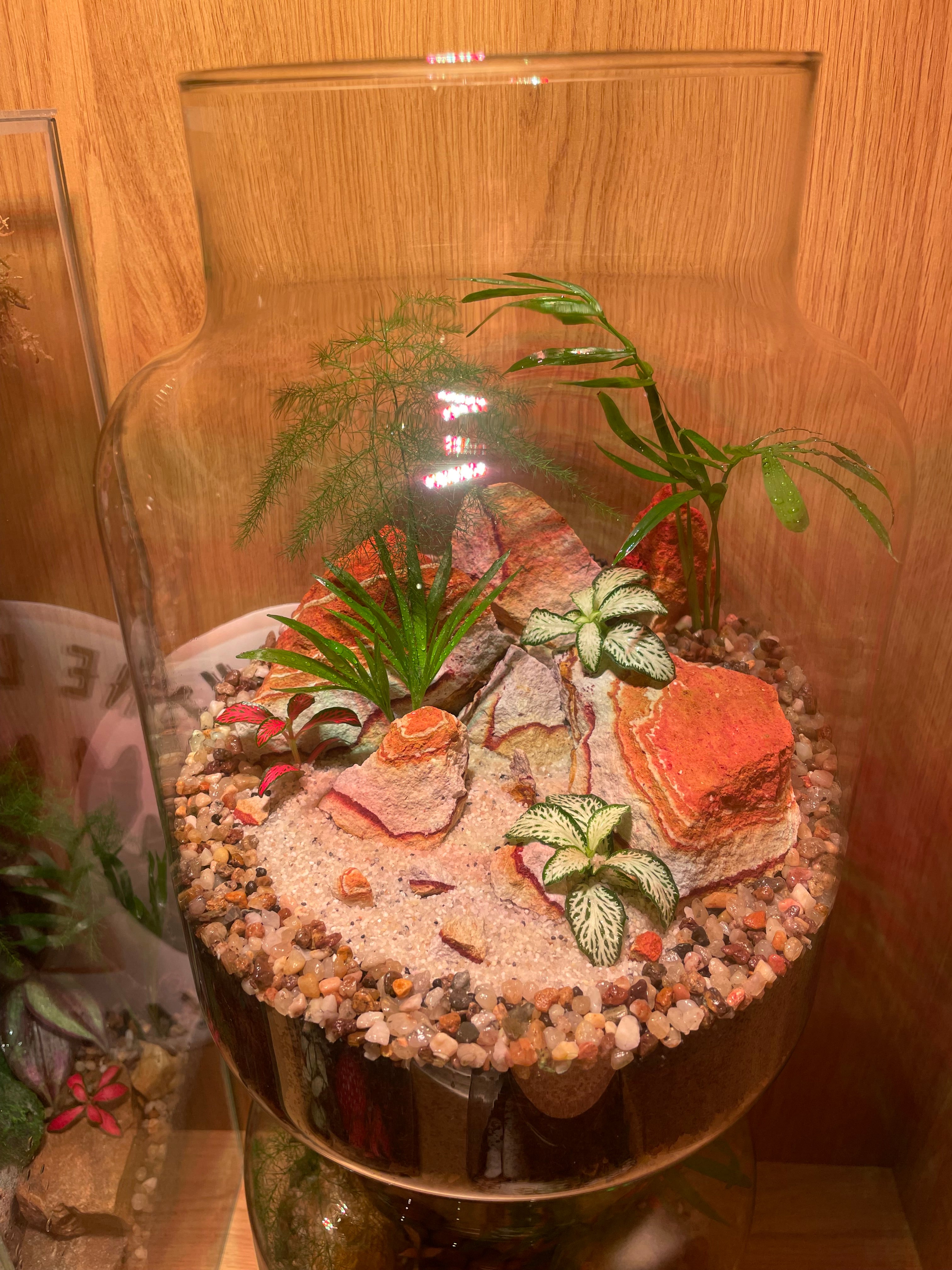 ***NEW*** Tropical Terrarium