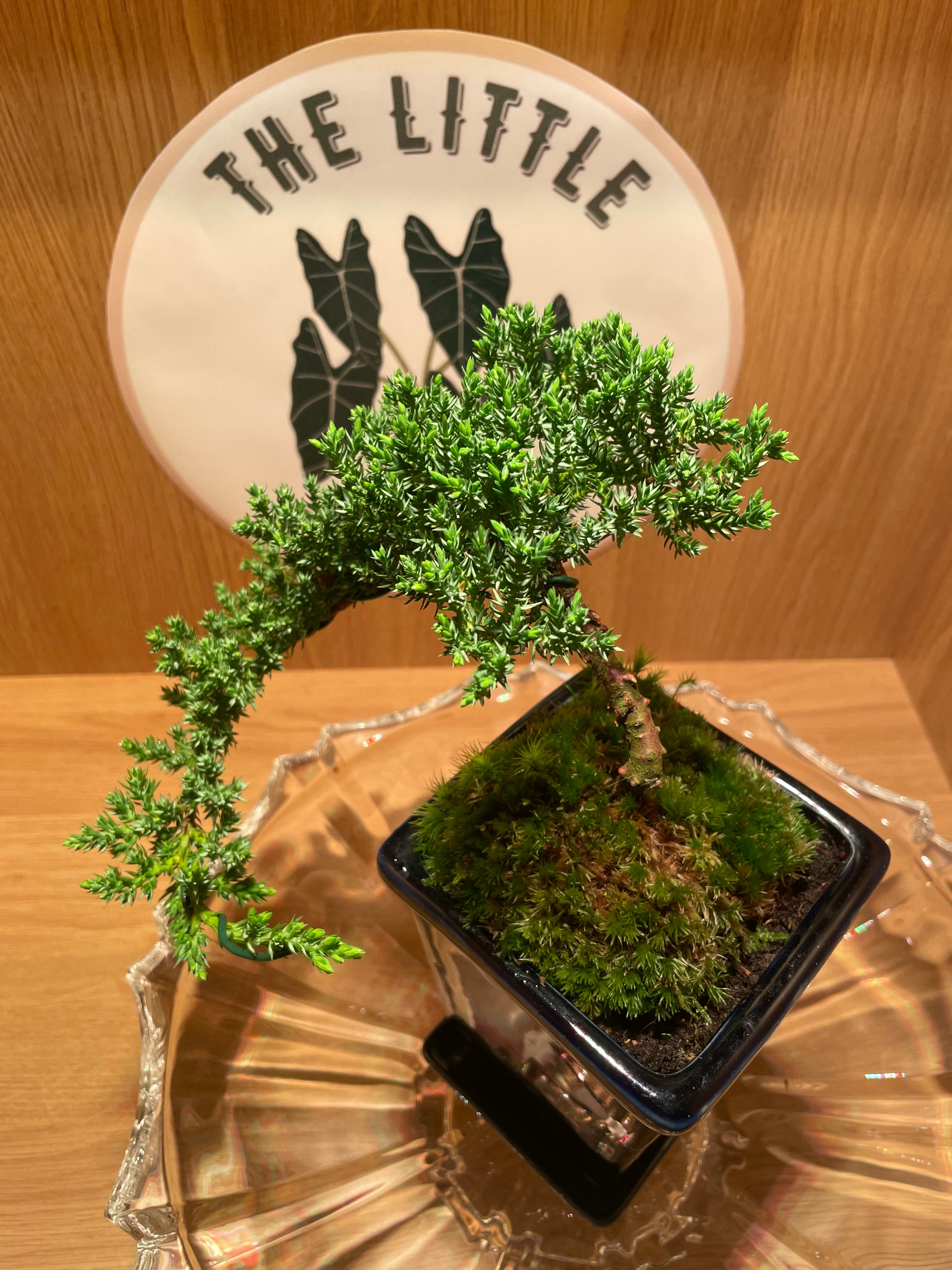 Juniperus Chinensis Cascade Bonsai