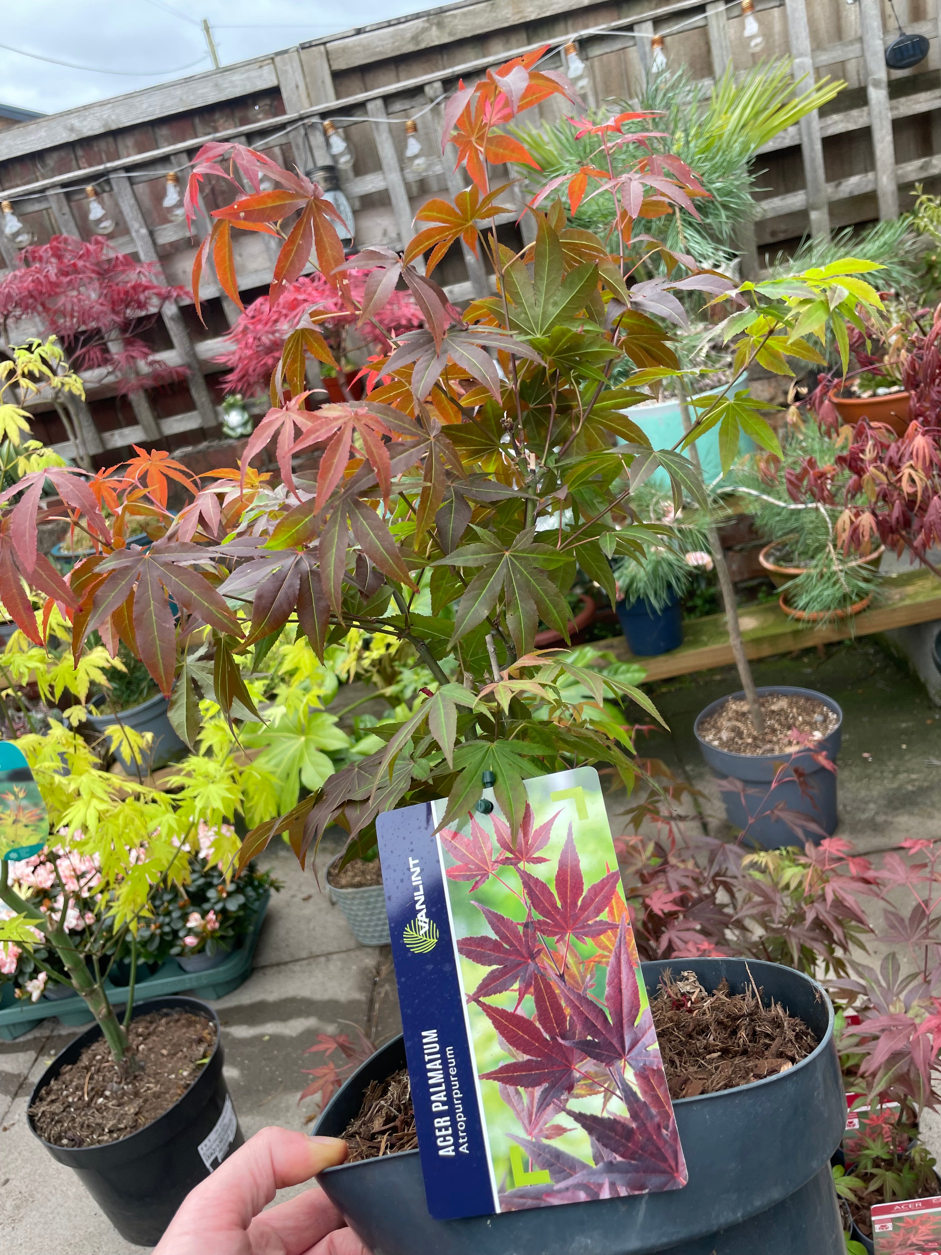 Acer Palmatum ‘Atropurpureum’