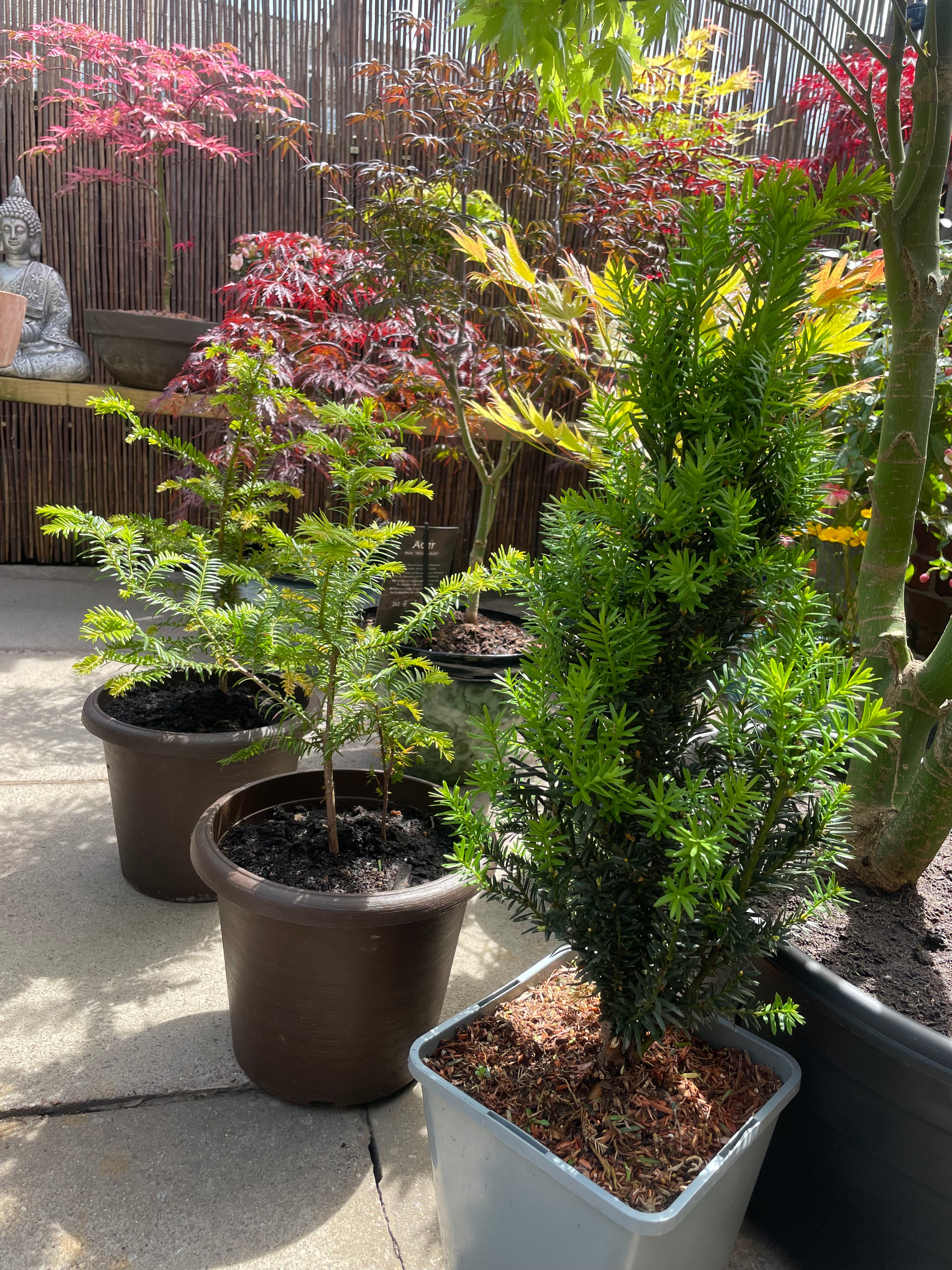 Yew Tree