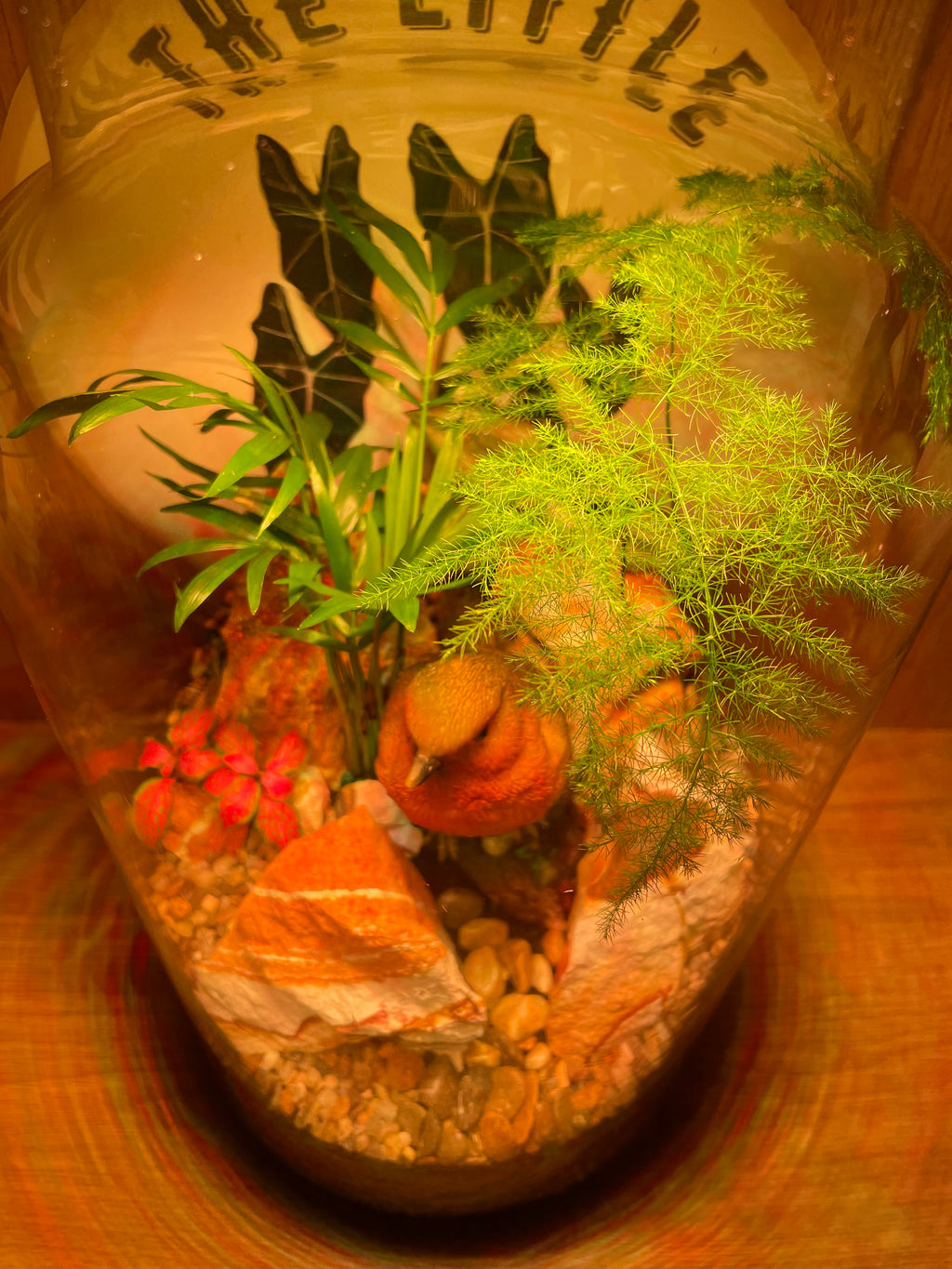 Rocky Robin Terrarium