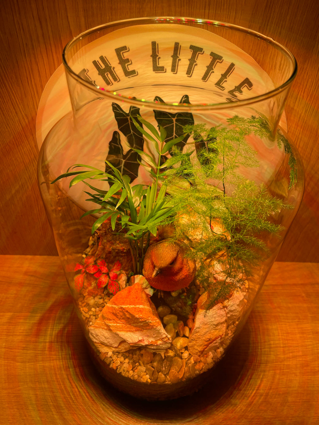 Rocky Robin Terrarium