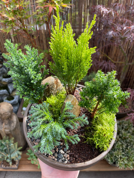 Mini Forest Bowl