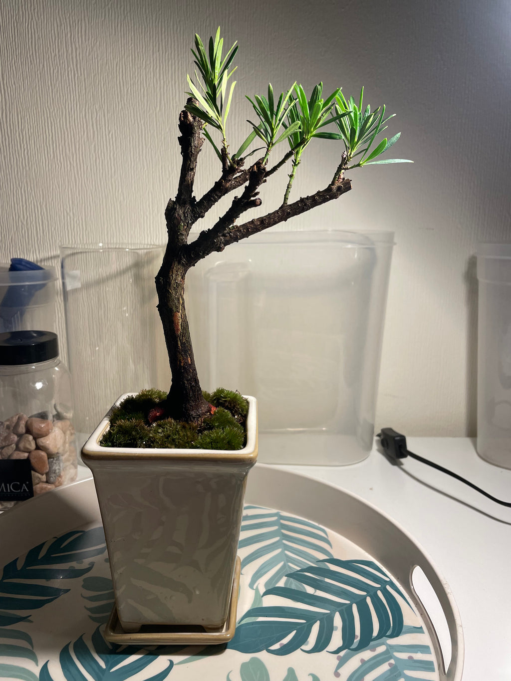 Podocarpus Chinensis Bonsai