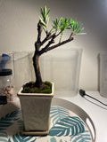 Podocarpus Chinensis Bonsai