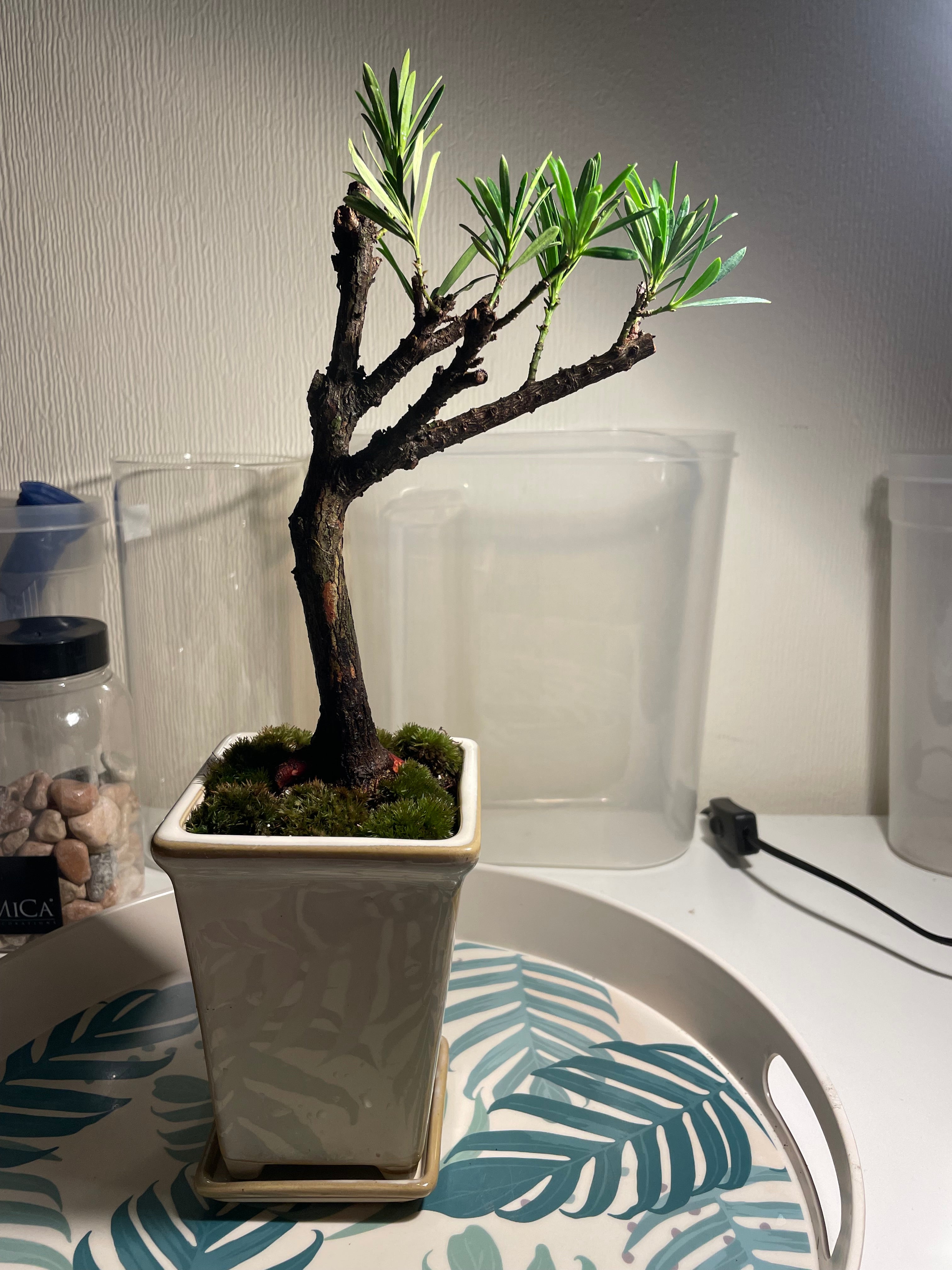 Podocarpus Chinensis Bonsai