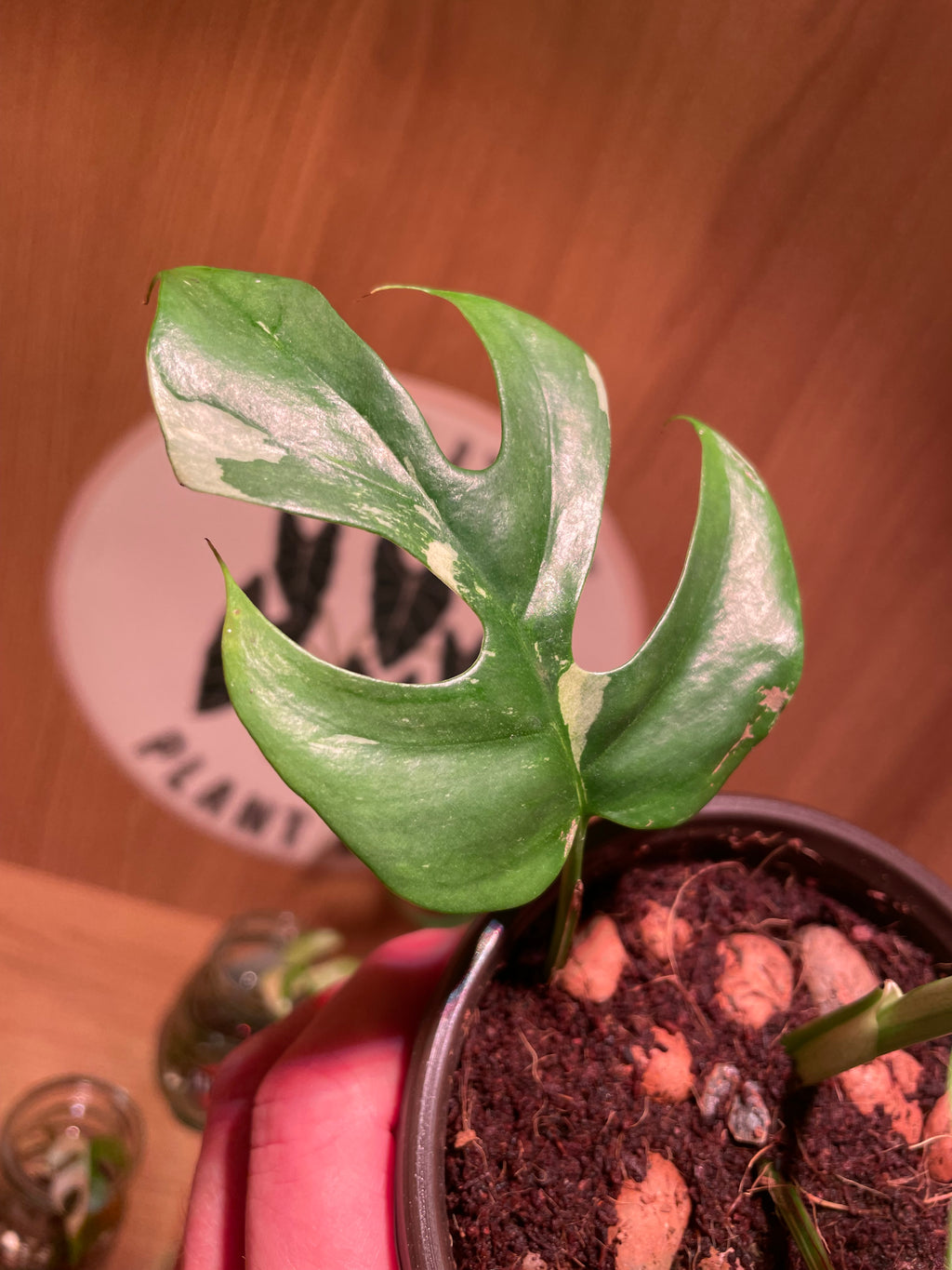 Rhaphidophora Tetrasperma Variegata
