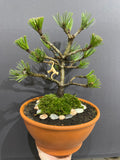 Bosnian Pine Bonsai