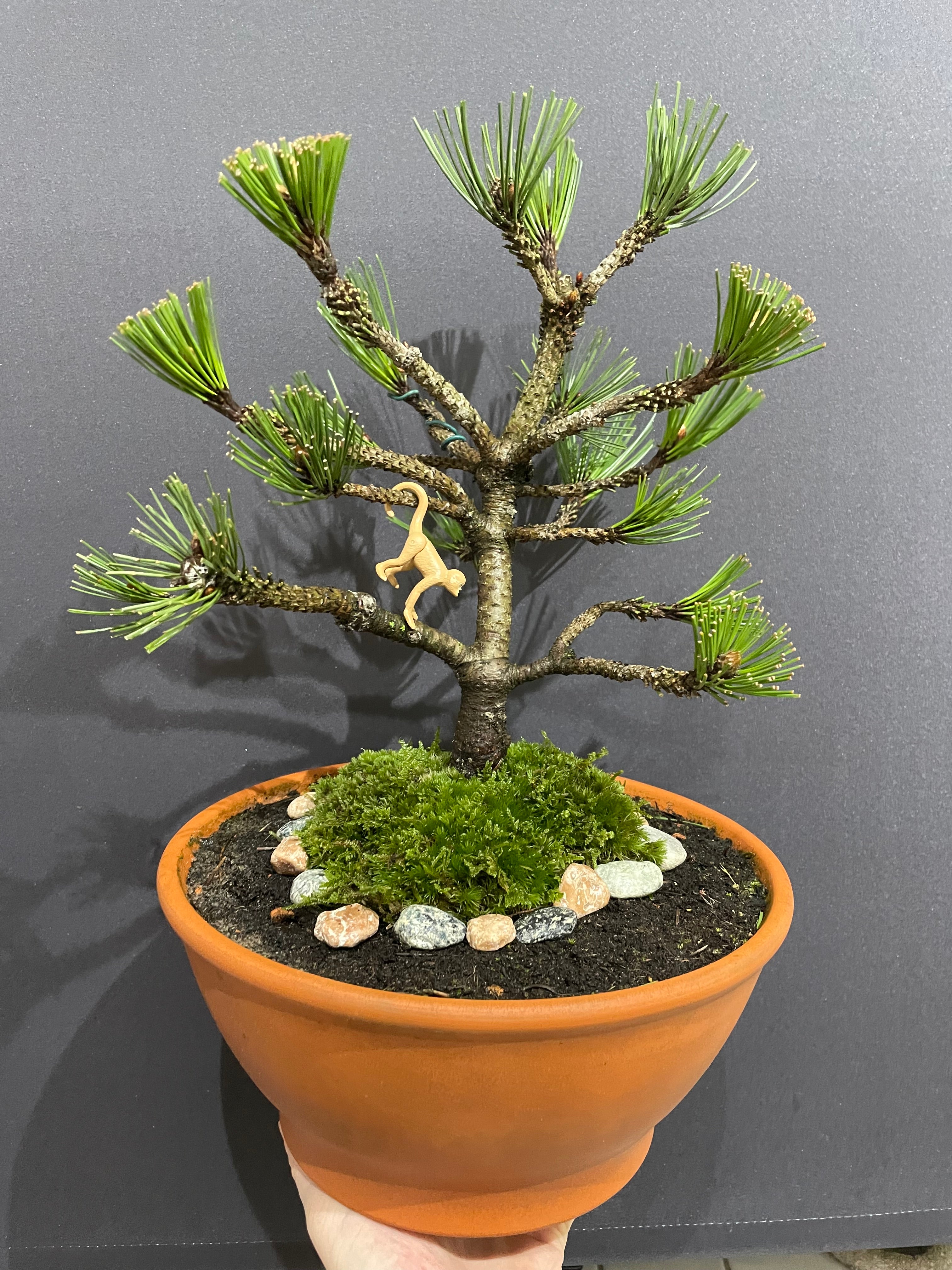 Bosnian Pine Bonsai