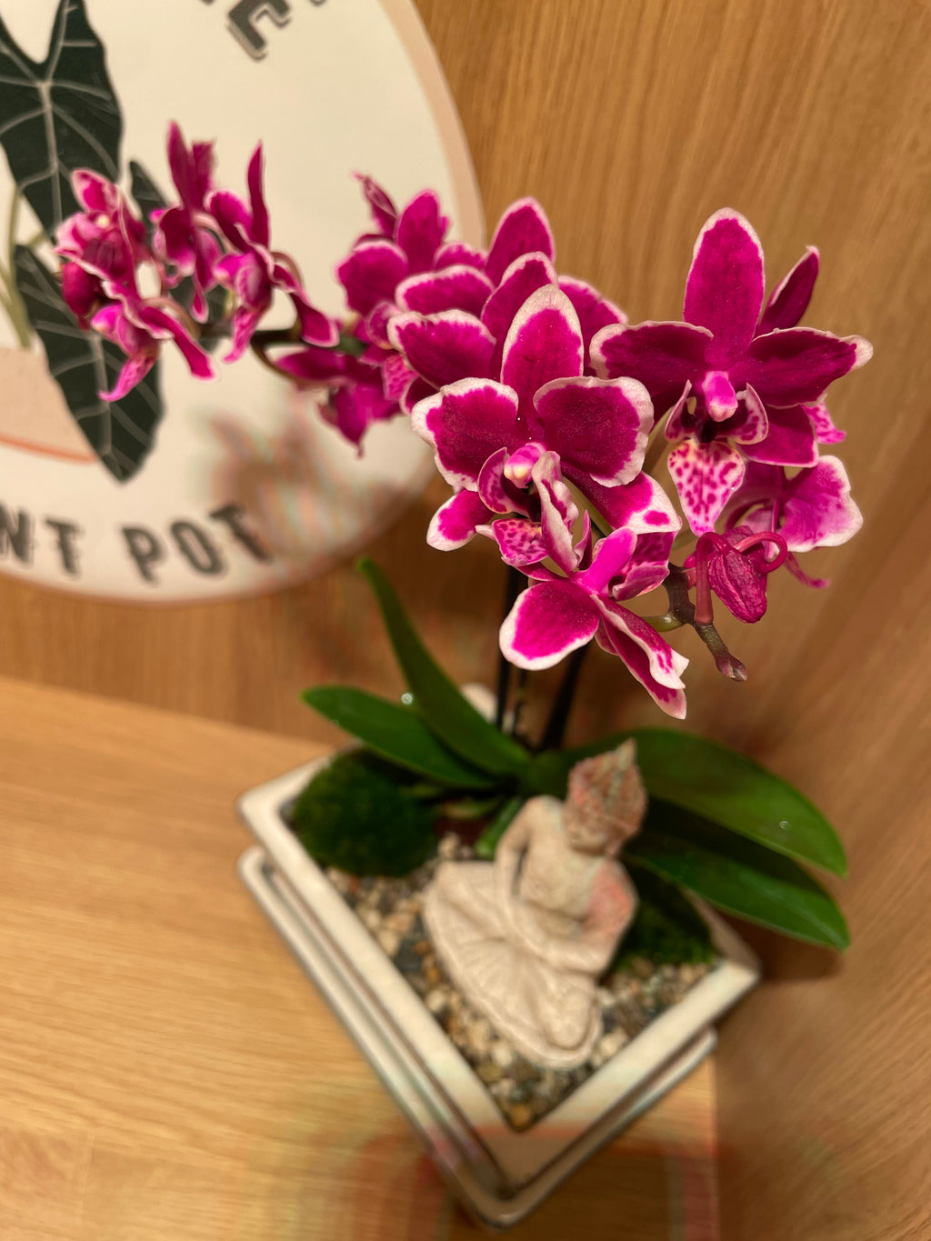 Buddha and the Orchid