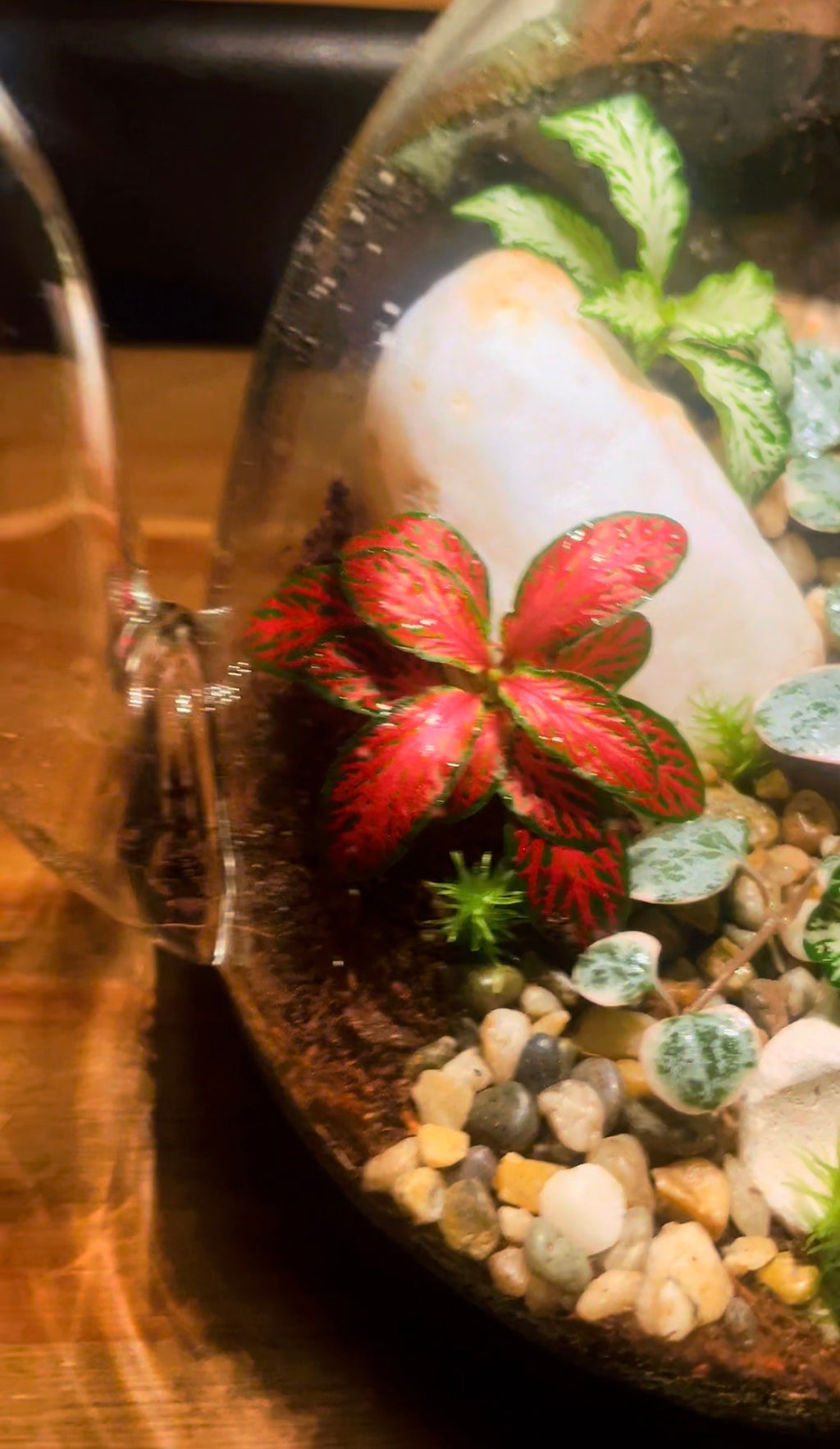 Teapot Terrarium