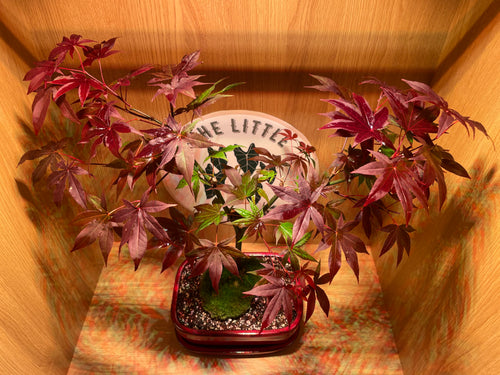 Acer Atropurpureum Bonsai Tree