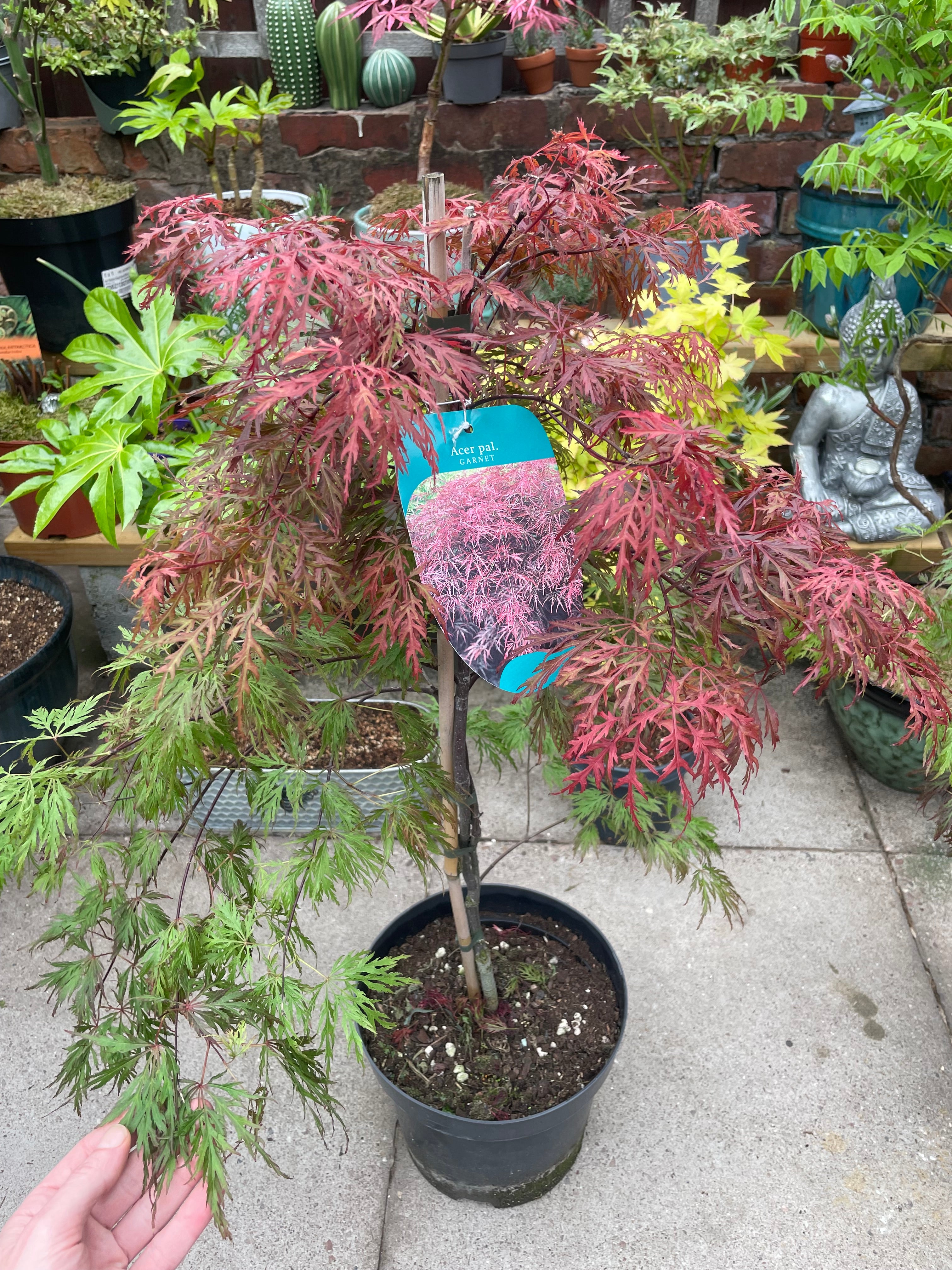 Acer Dissectum Red Garnet