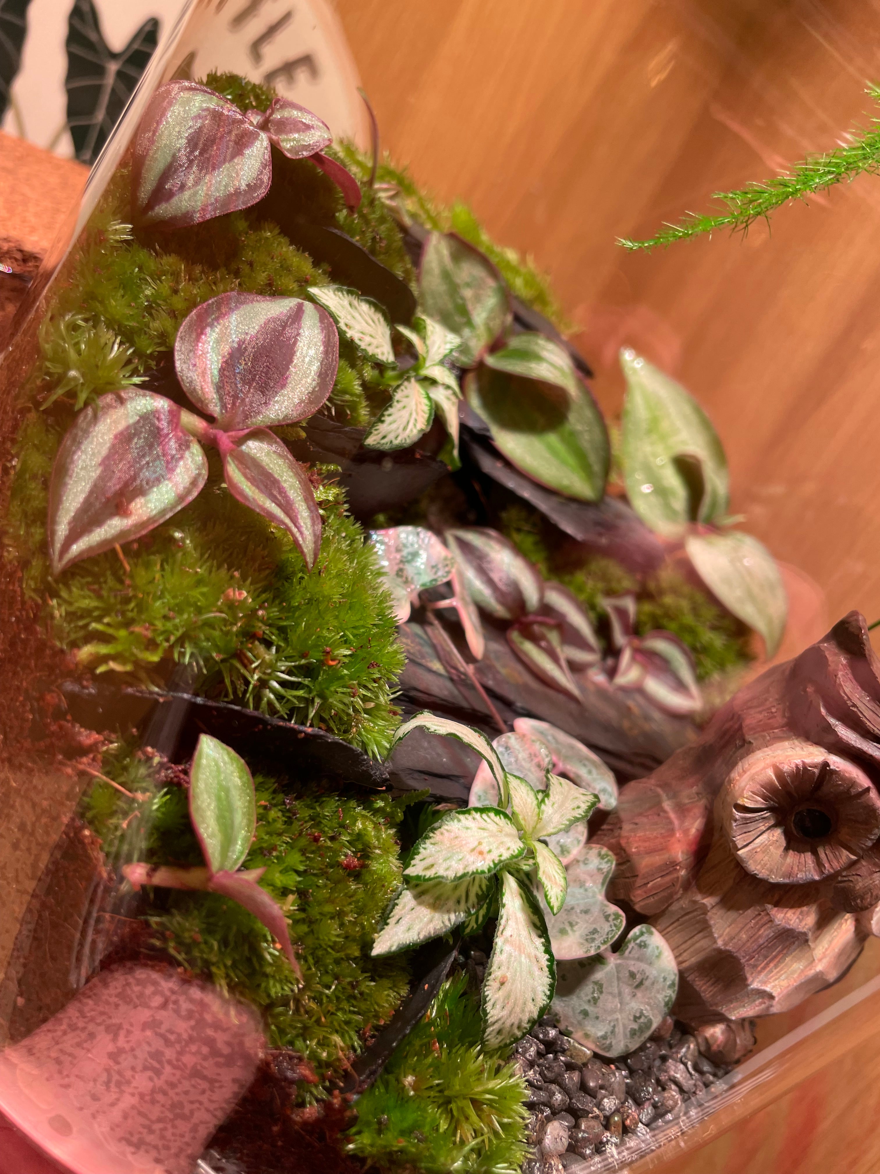 Owl Terrarium