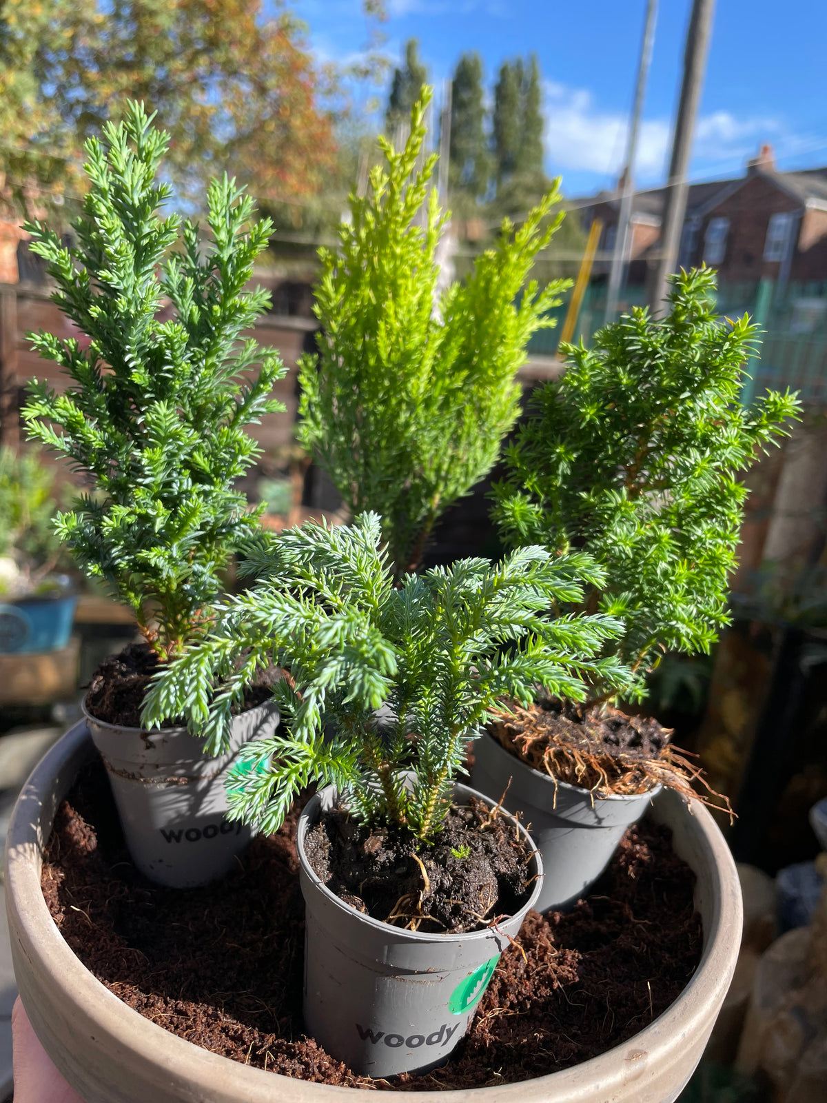 DIY Mini Forest Bowl Kit