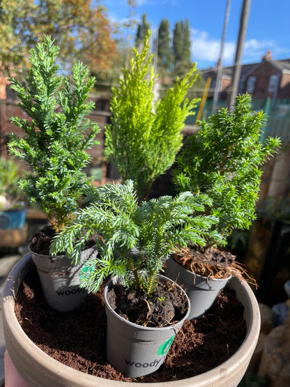 DIY Mini Forest Bowl Kit