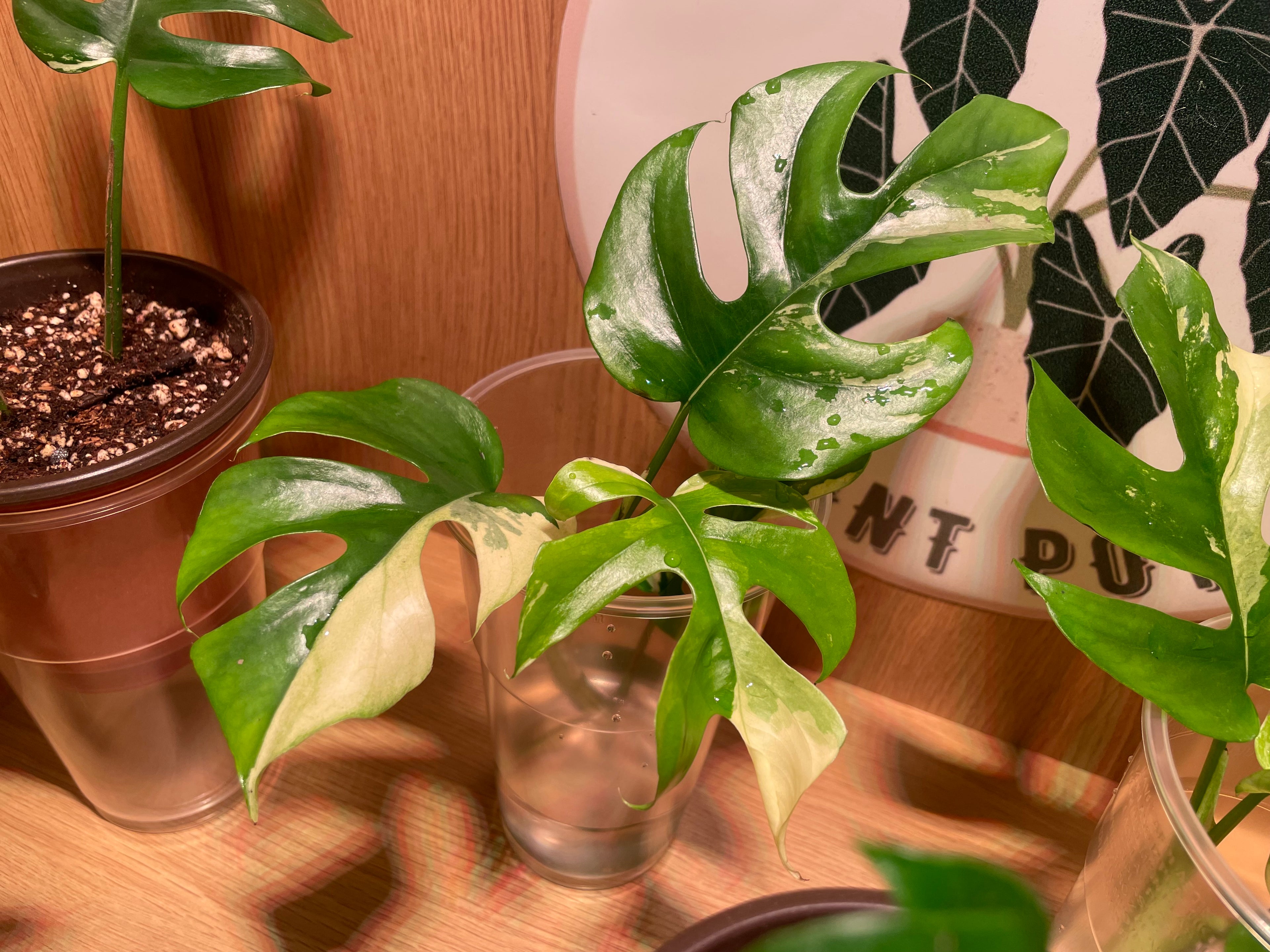 Rhaphidophora Tetrasperma Variegata Propagation