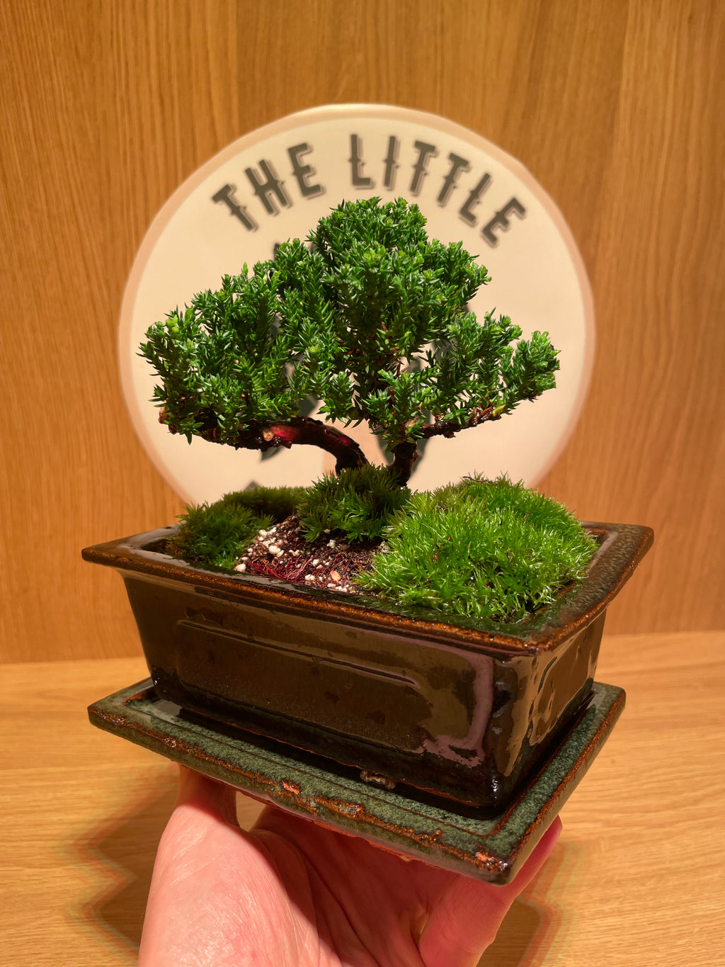Chinese Juniper Bonsai