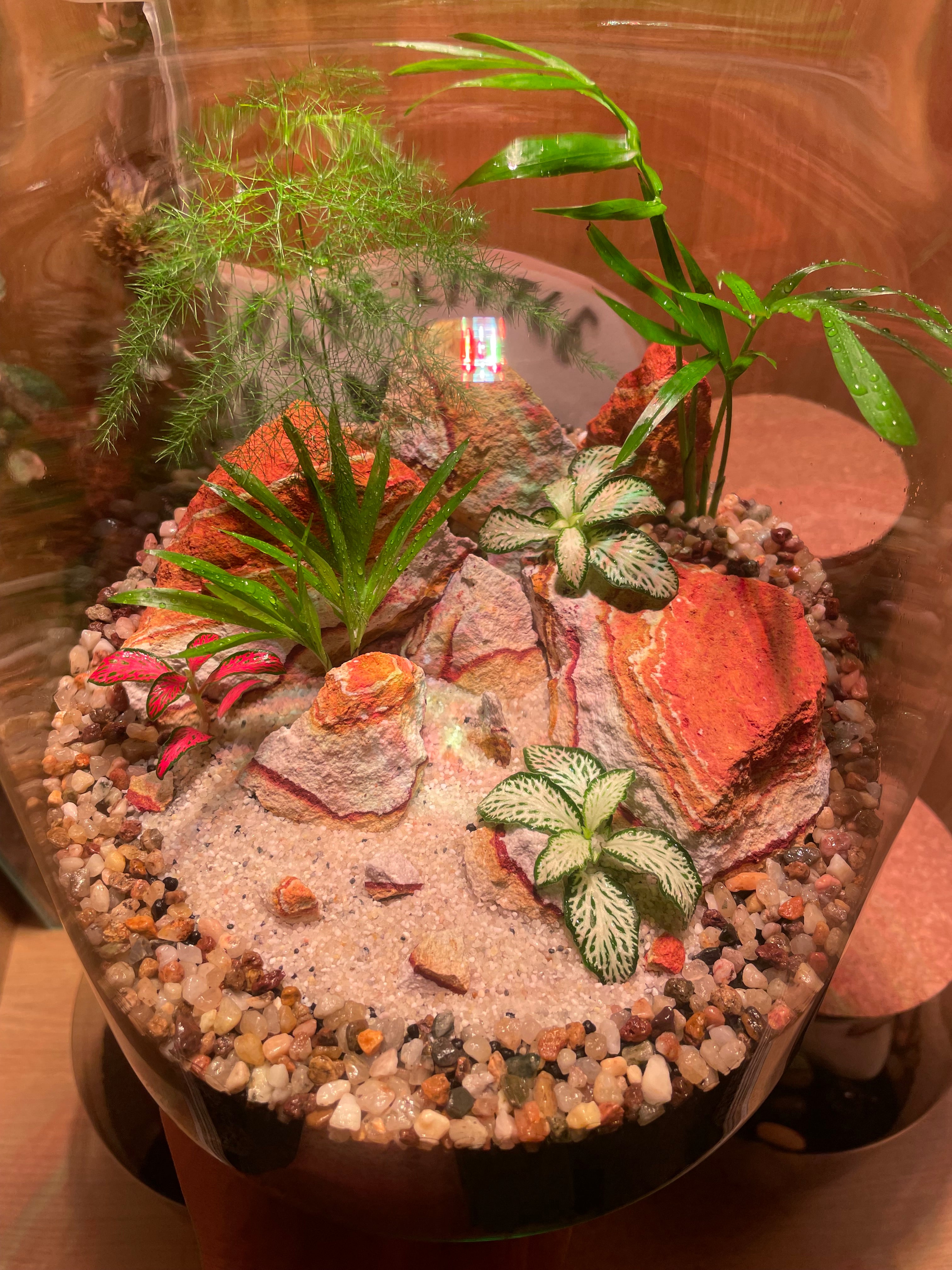 ***NEW*** Tropical Terrarium