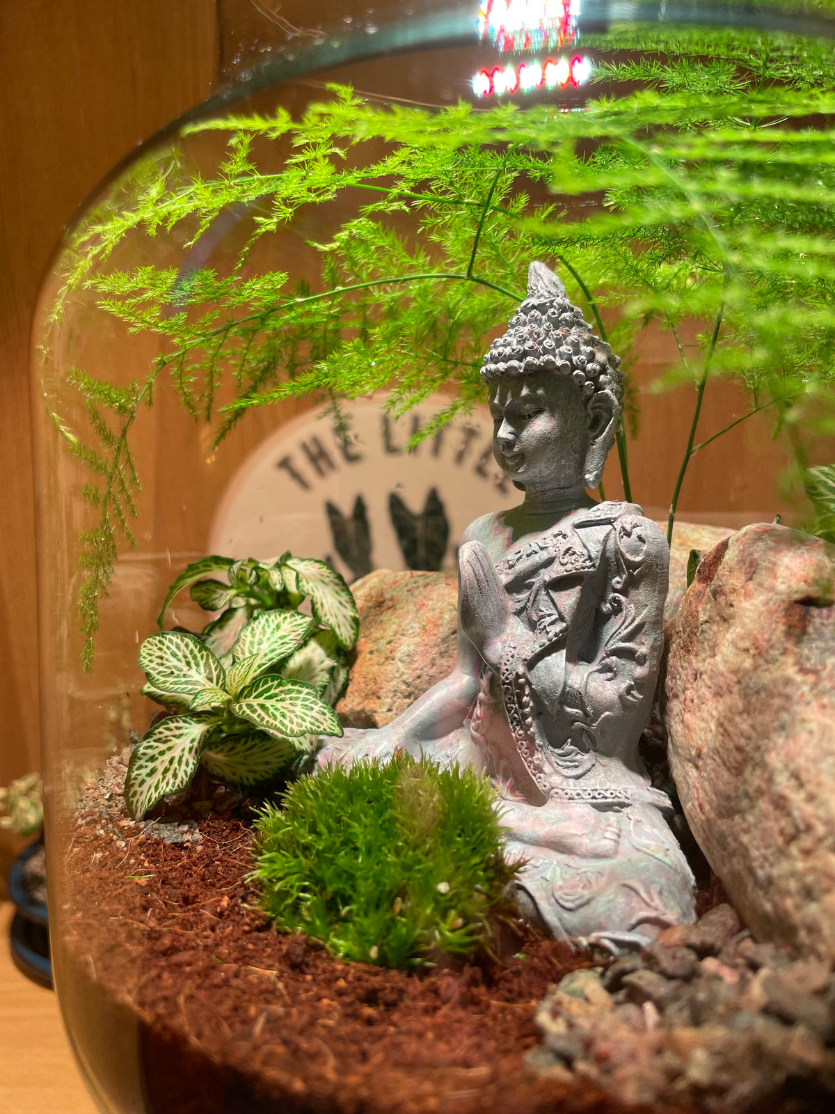 Buddha Terrarium