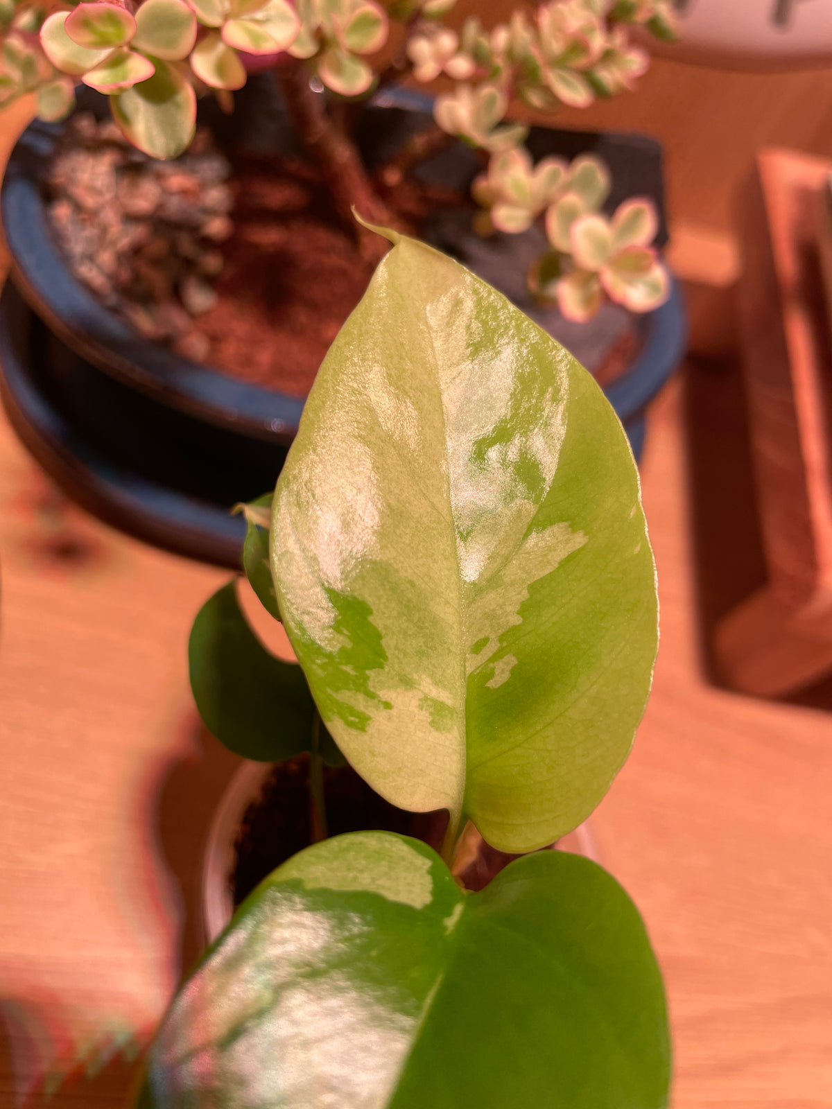 Rhaphidophora Tetrasperma Variegata