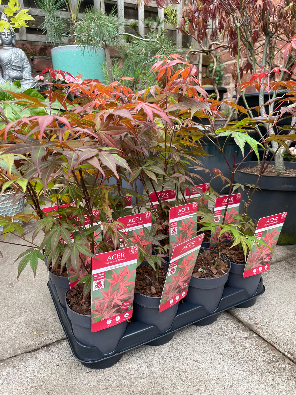 Acer Palmatum ‘Atropurpureum’