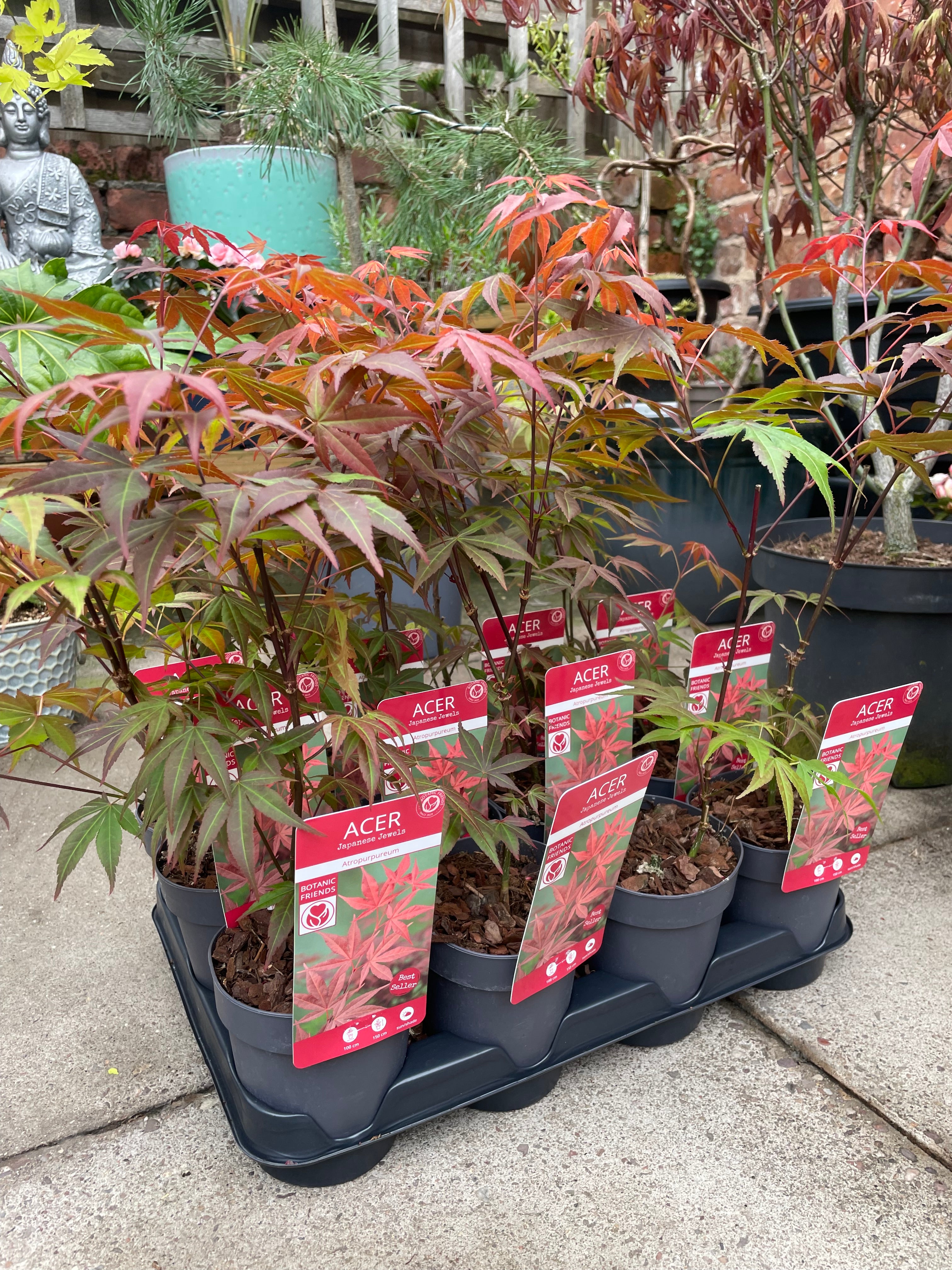 Acer Palmatum ‘Atropurpureum’