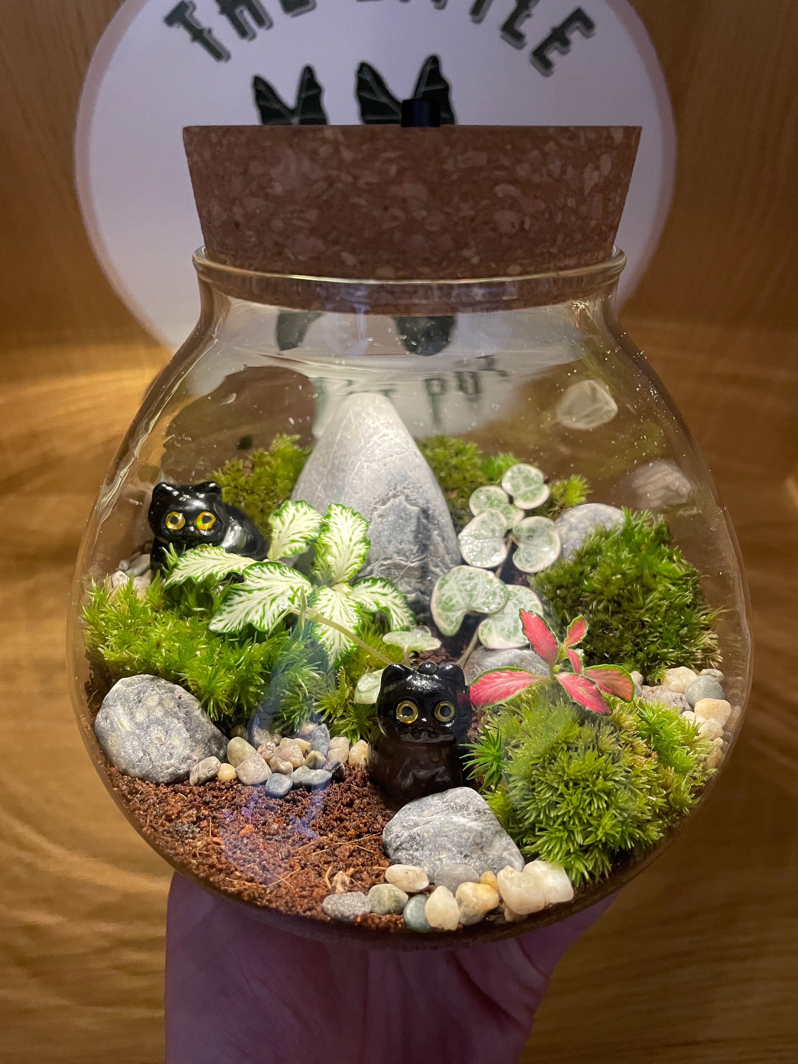 *NEW* Cats LED Terrarium